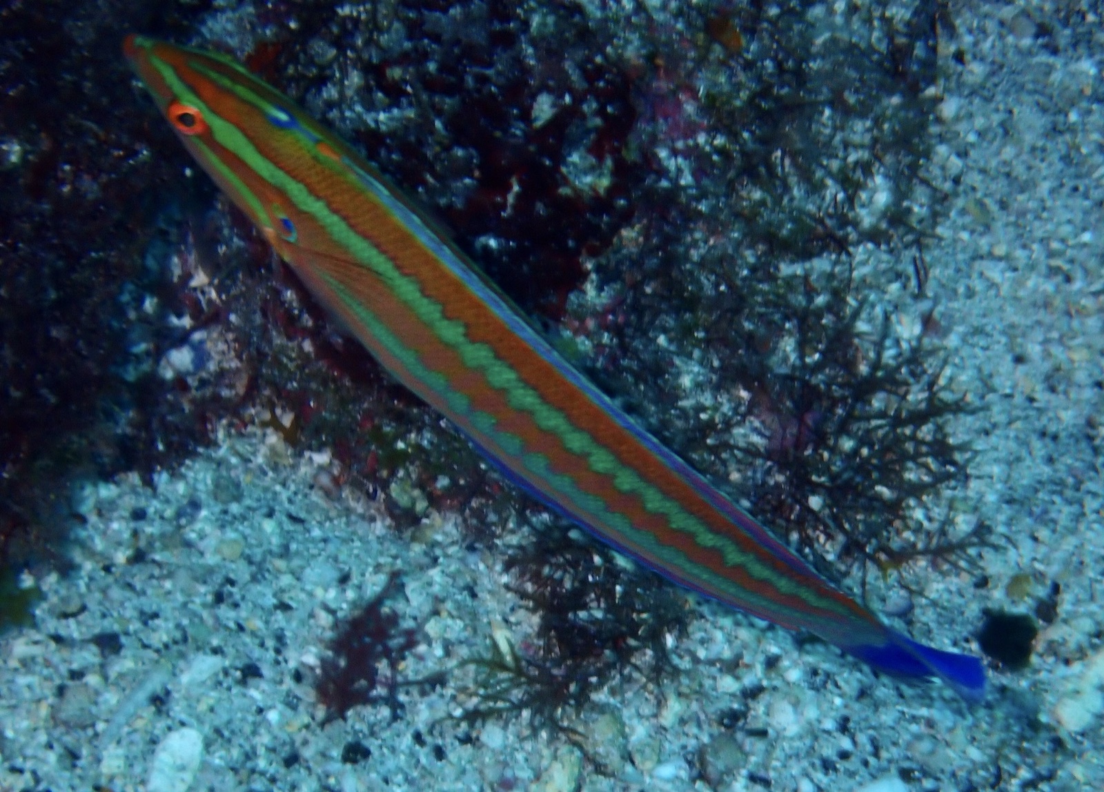 Photo of Atlantic rainbow wrasse (Coris atlantica)