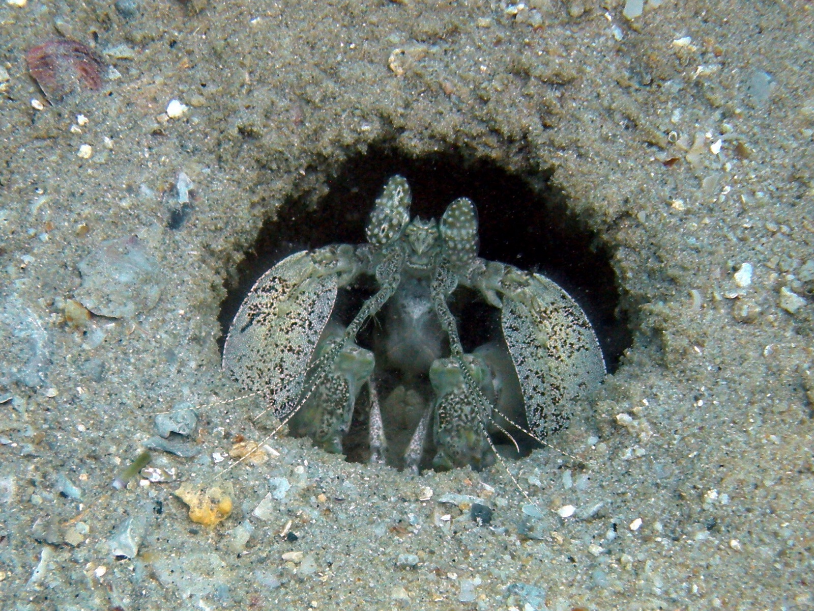 Photo de Crevette-mante maculée (Lysiosquillina maculata)