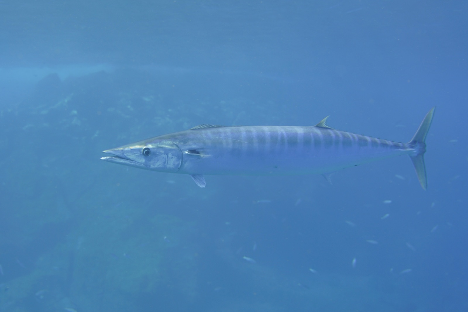Photo of Wahoo (Acanthocybium solandri)