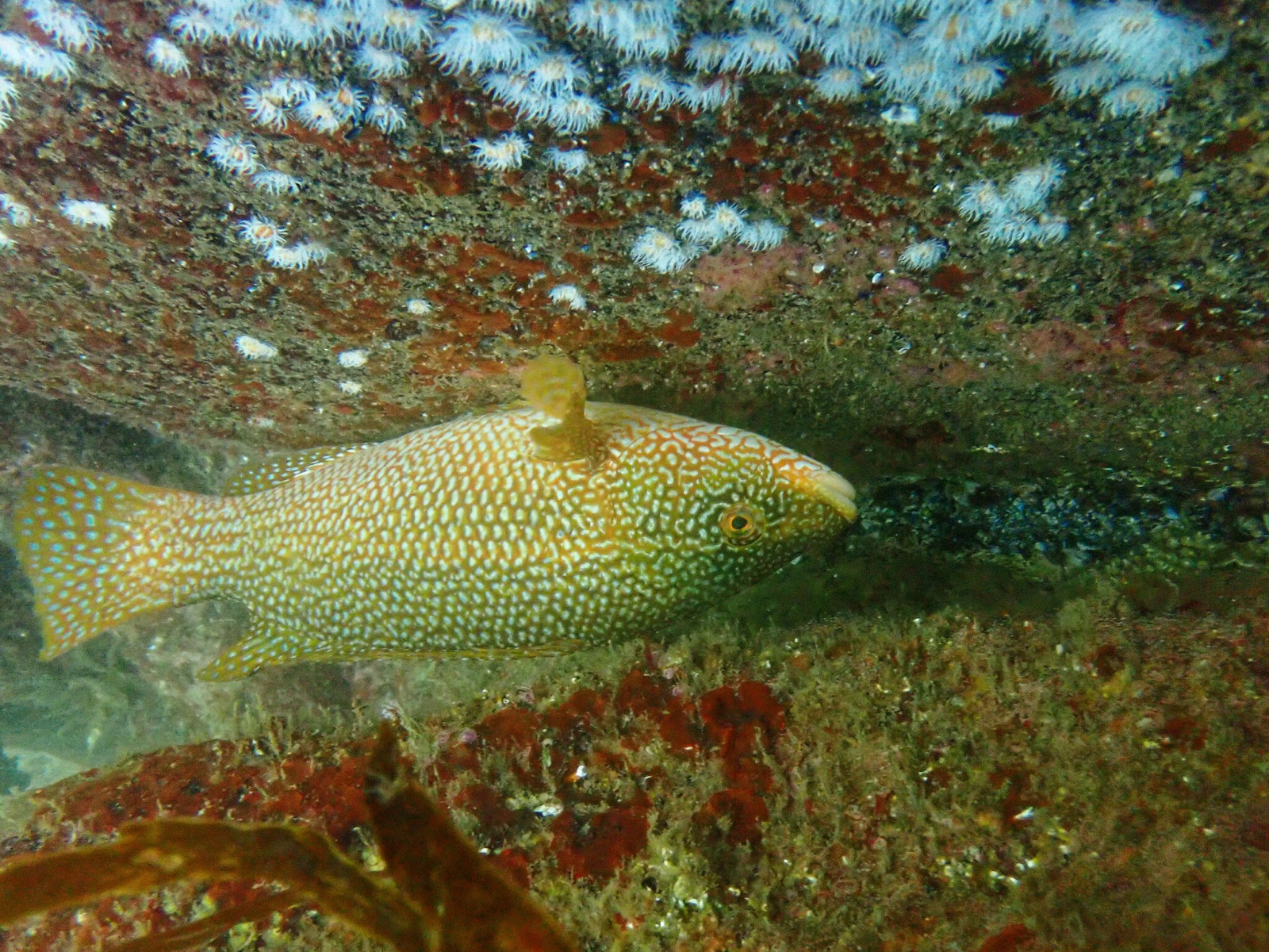 Foto de Tordillo Ballan (Labrus bergylta)