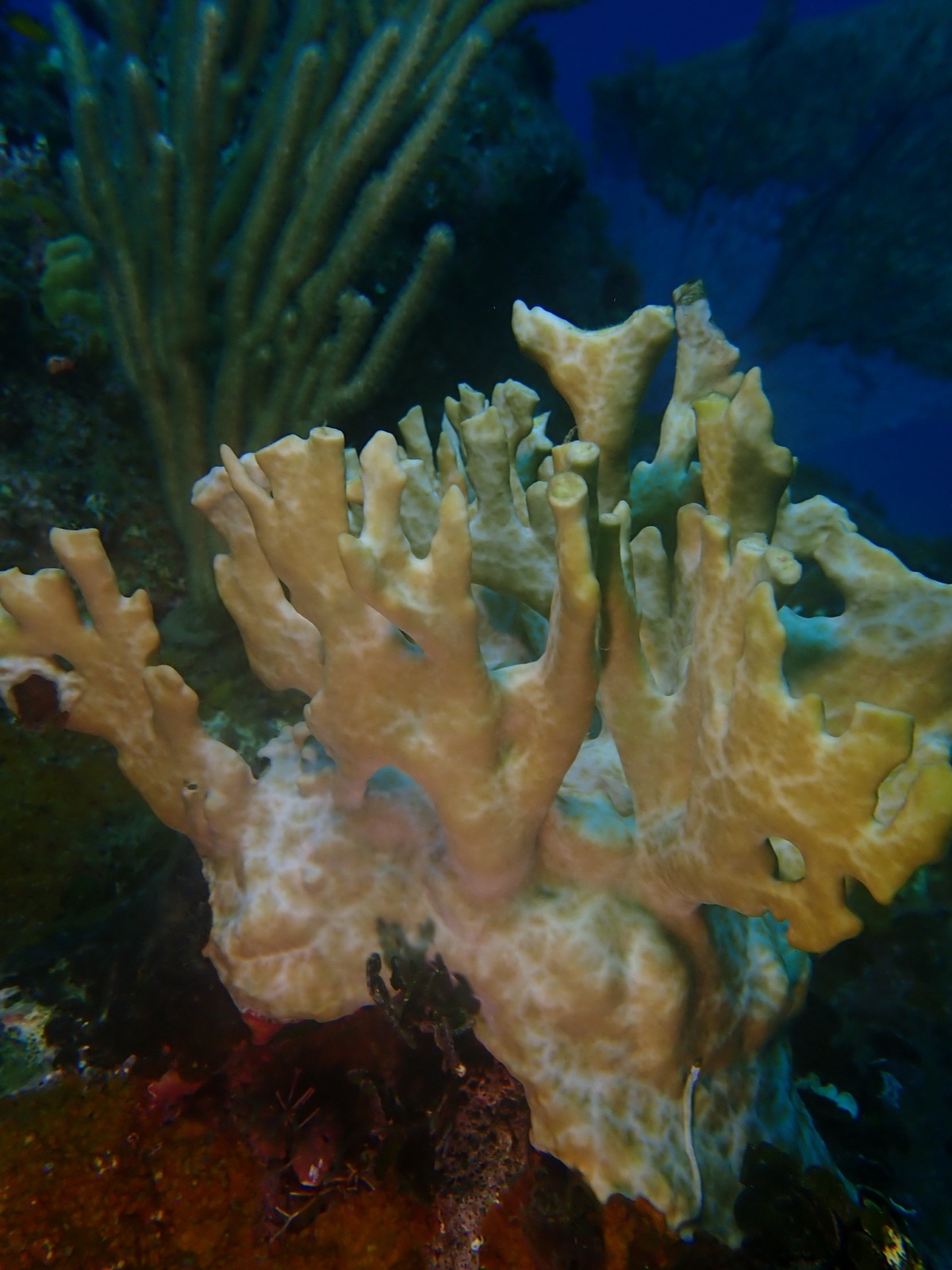 Foto de Coral de fuego (Millepora alcicornis)