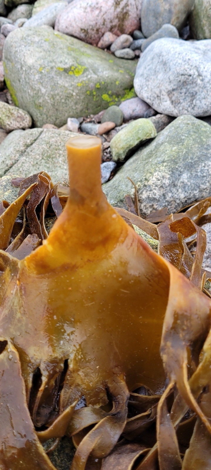 Photo de Laminaire boreale (Laminaria hyperborea)