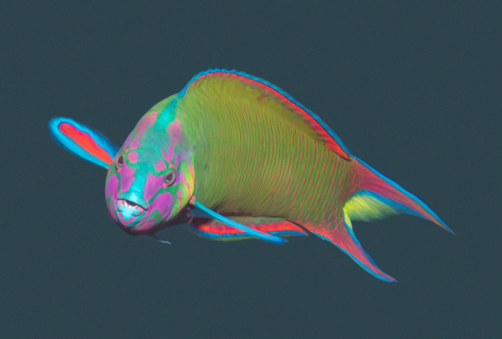 Photo of Moon wrasse (Thalassoma lunare)