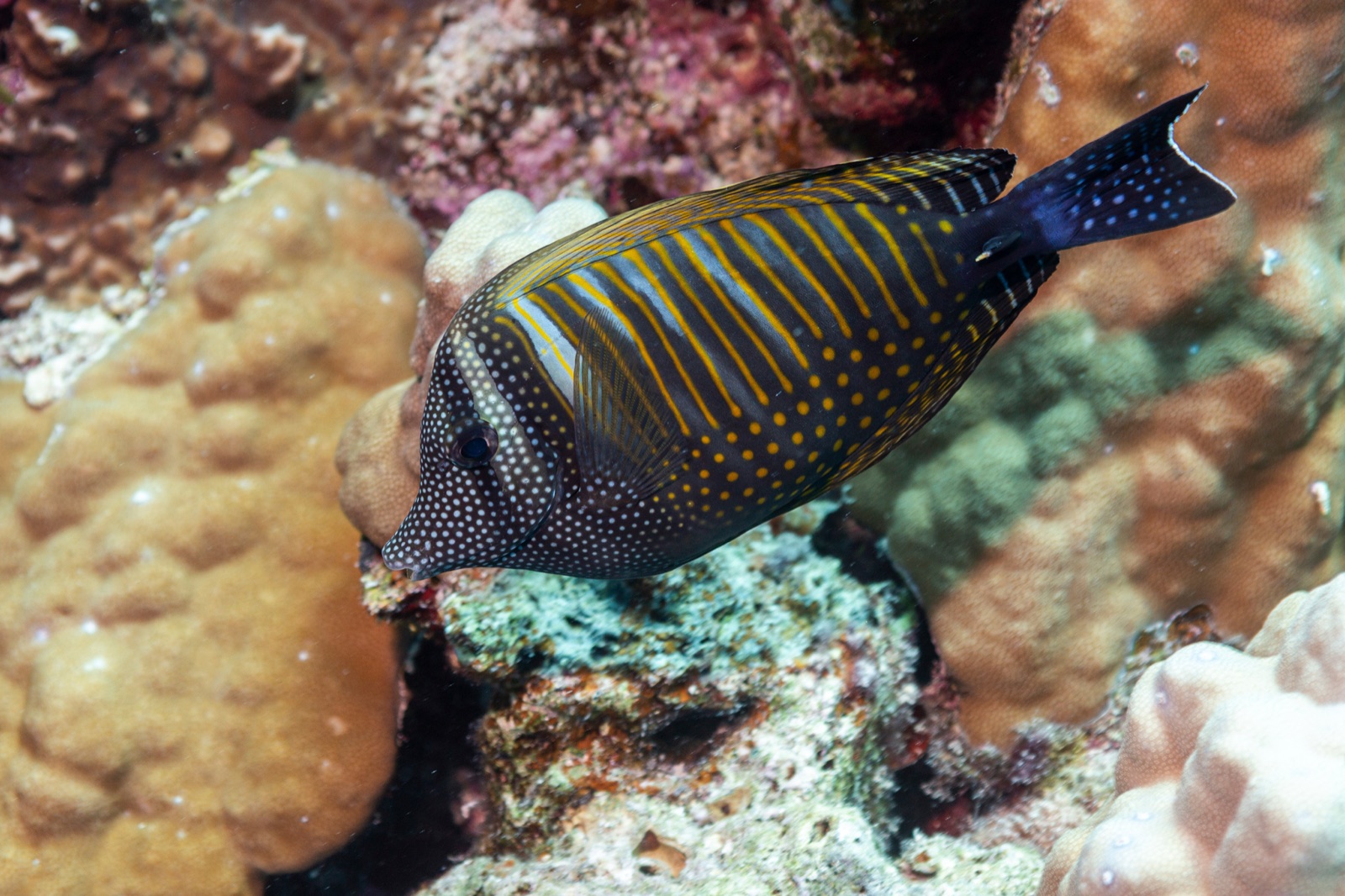 Foto de Cirujano vela de Desjardin (Zebrasoma desjardinii)