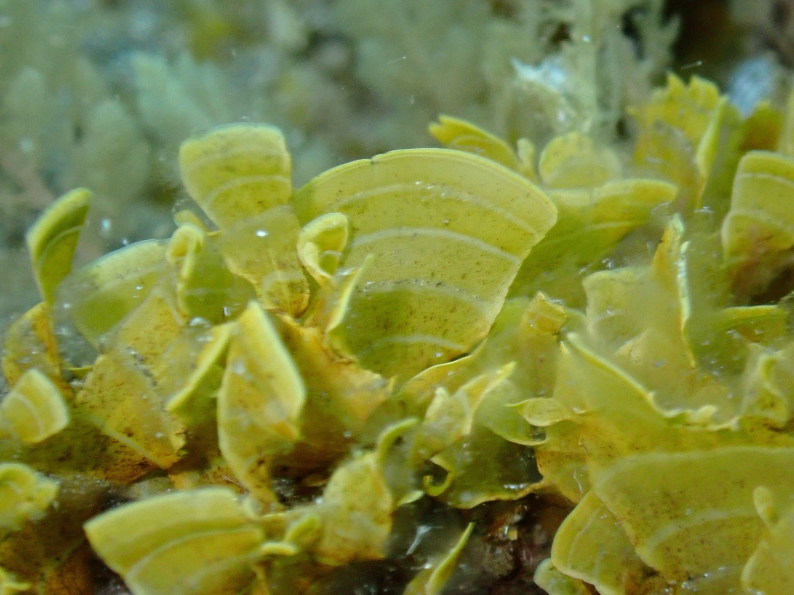 Photo de Stylopodium zonée (Stypopodium zonale)
