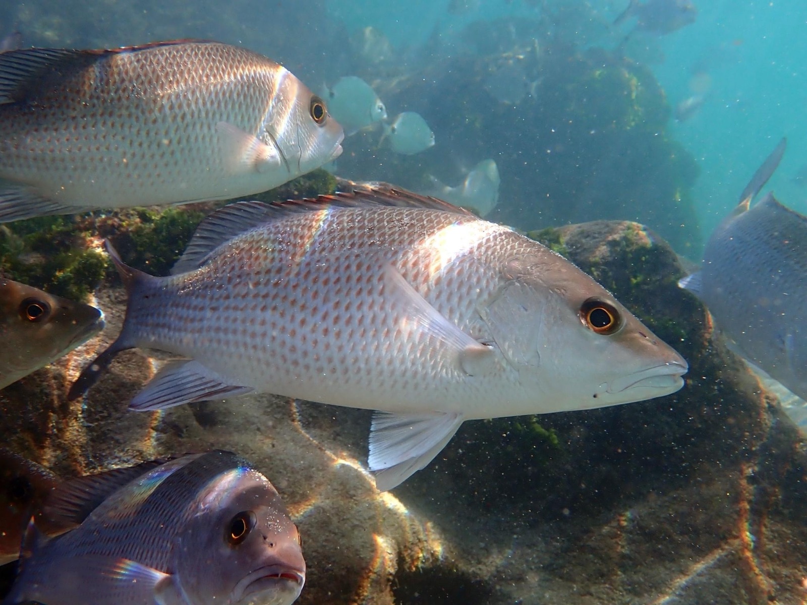 Photo of Grey snapper (Lutjanus griseus)