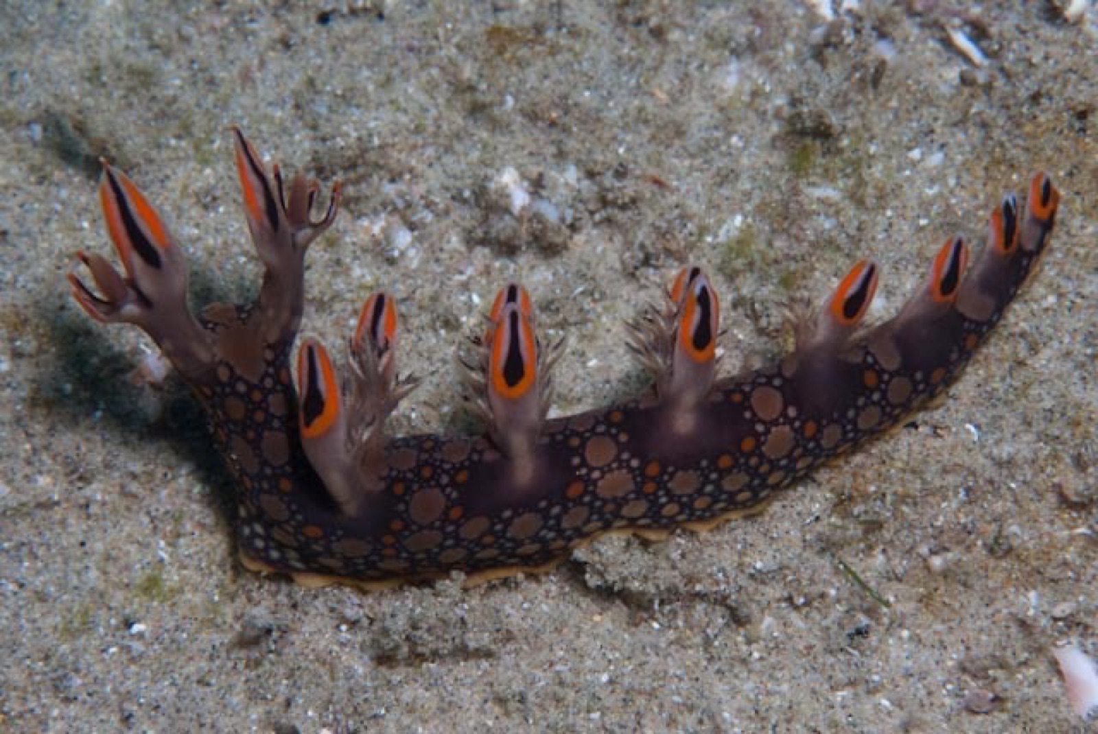 Photo of Eel bornella (Bornella anguilla)