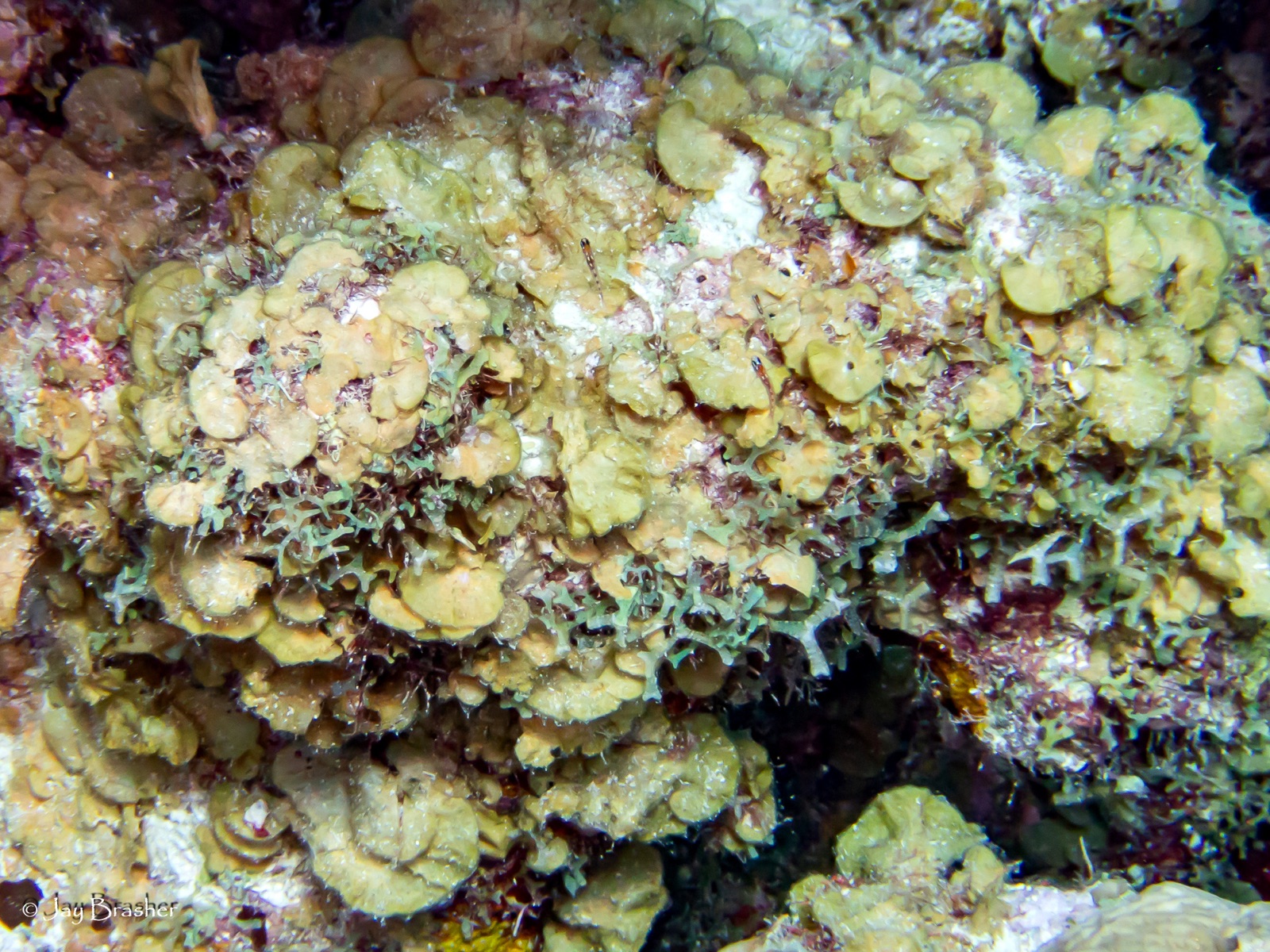 Foto de Lobófora variegada (Lobophora variegata)