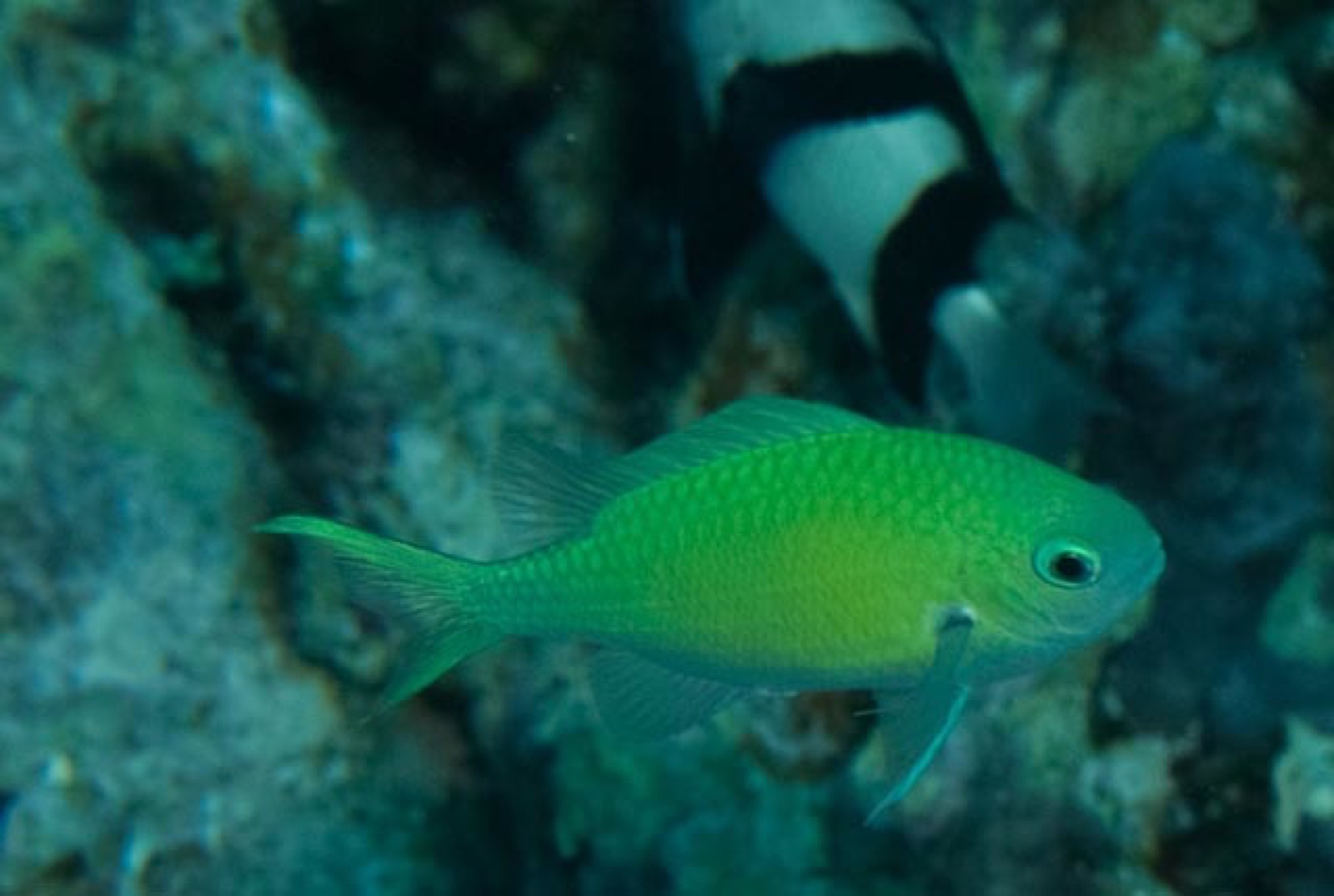 Foto de Damisela verde (Chromis viridis)