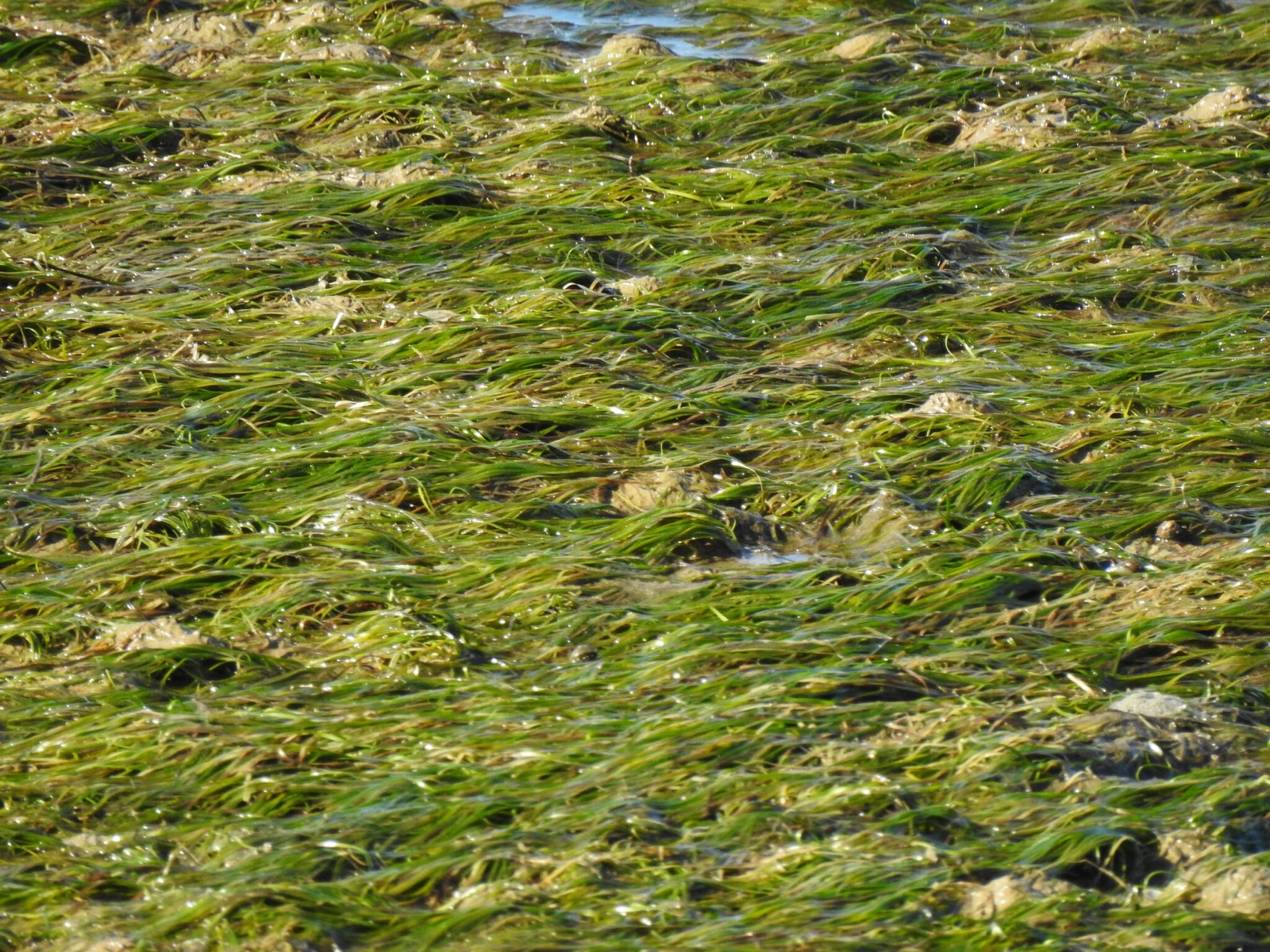 Foto de Zostera enana (Zostera noltii)