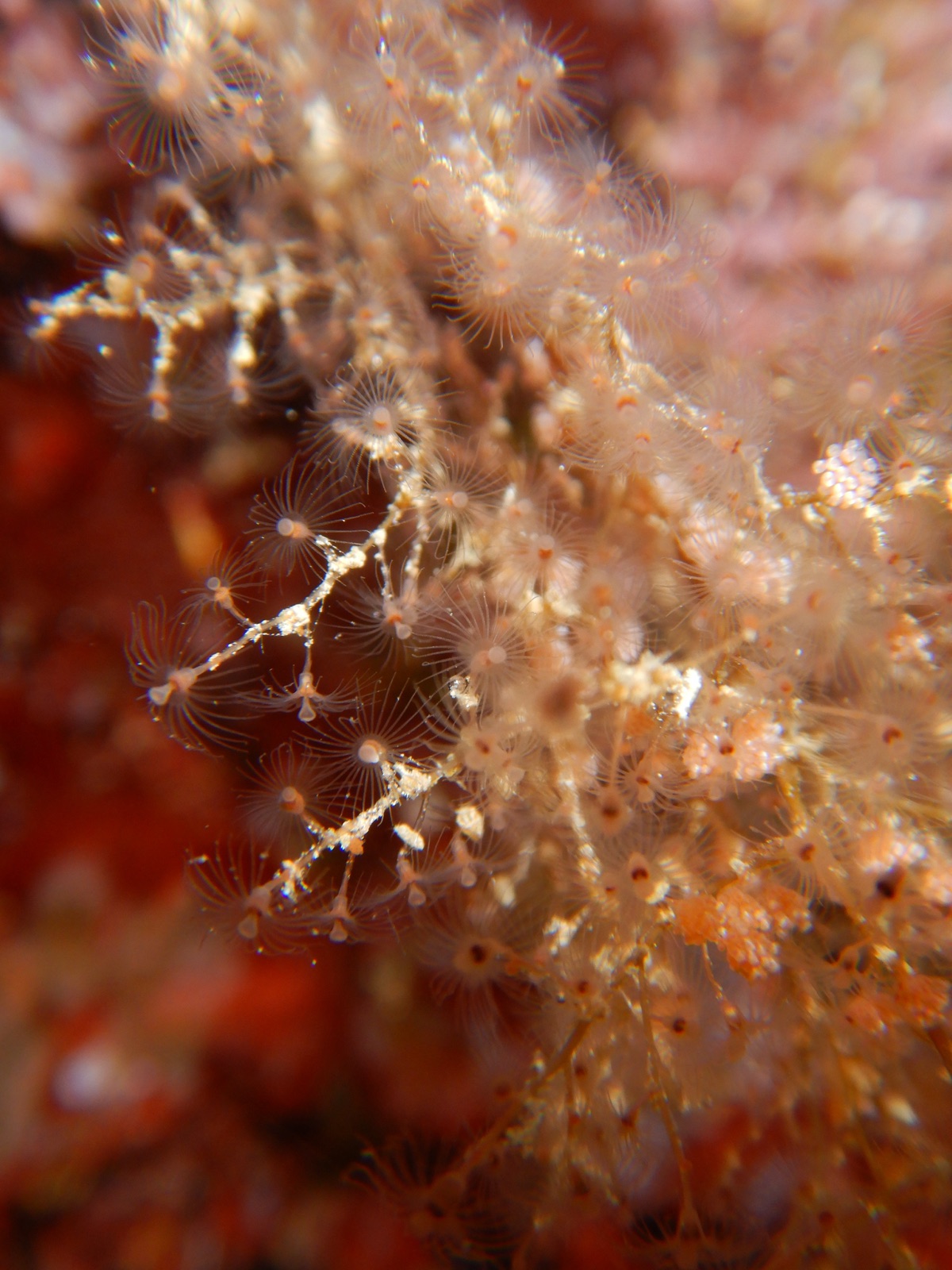Foto de Hidroide en racimos (Eudendrium racemosum)