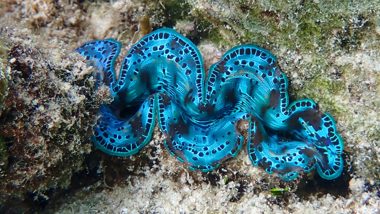 Photo of Maxima clam (Tridacna maxima)