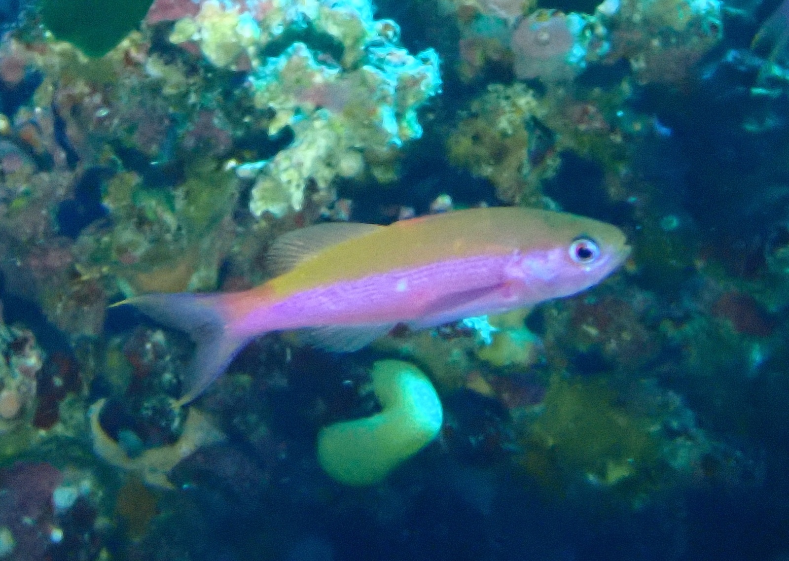 Photo of Waite's splitfin (Luzonichthys waitei)