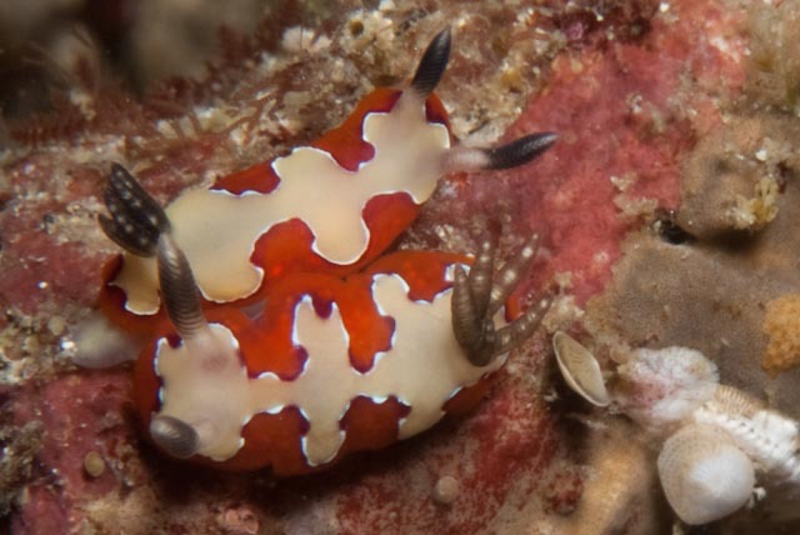 Photo de Goniobranchus fidele (Goniobranchus fidelis)