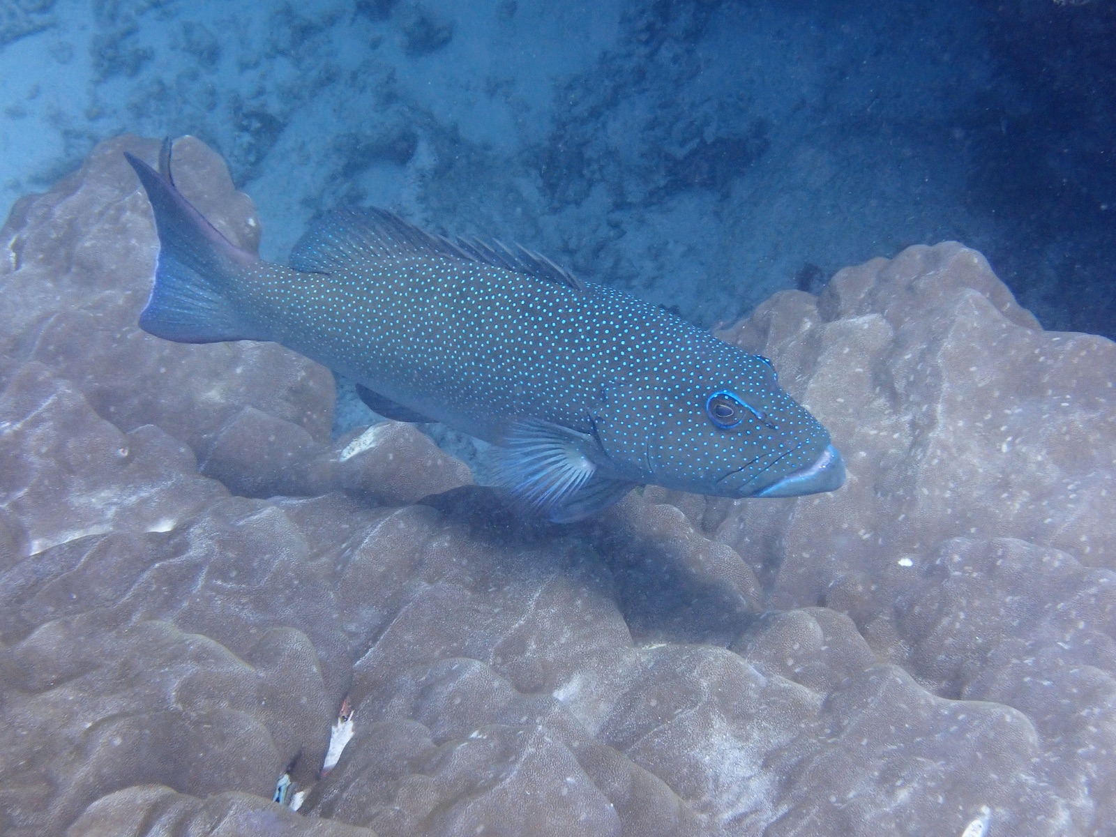 Photo de Mérou léopard (Plectropomus leopardus)