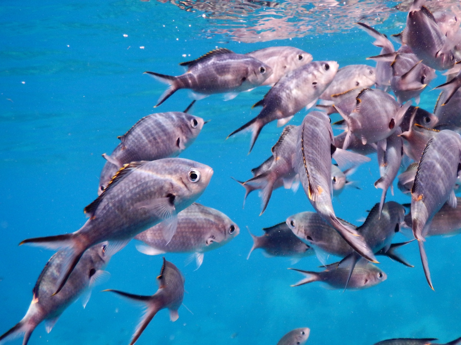 Foto de Cromis pardo (Chromis multilineata)