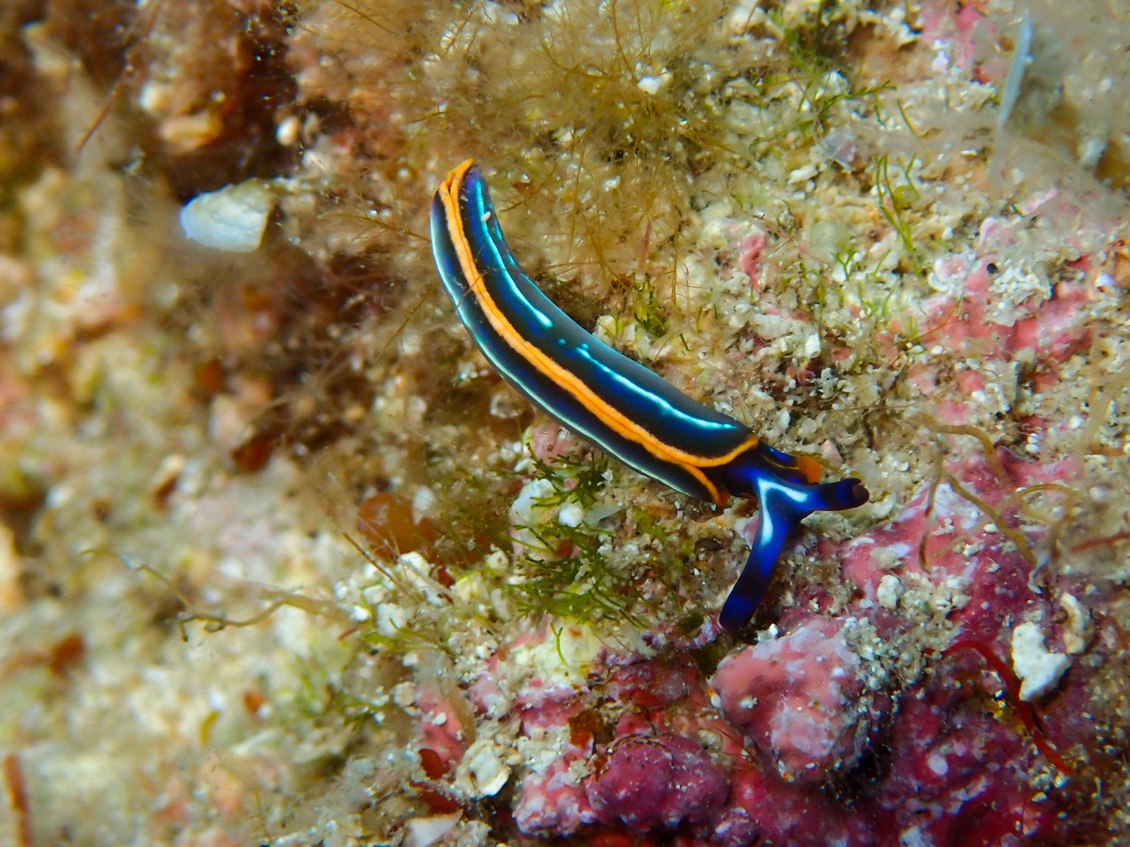 Foto de Turidilla de Hope (Thuridilla hopei)
