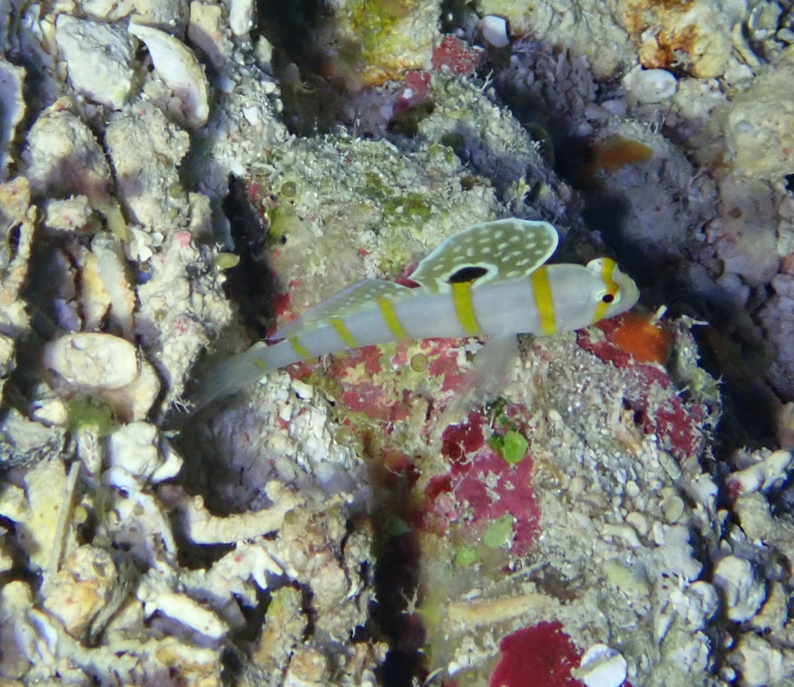 Photo de Shrimpgoby de Randall (Amblyeleotris randalli)