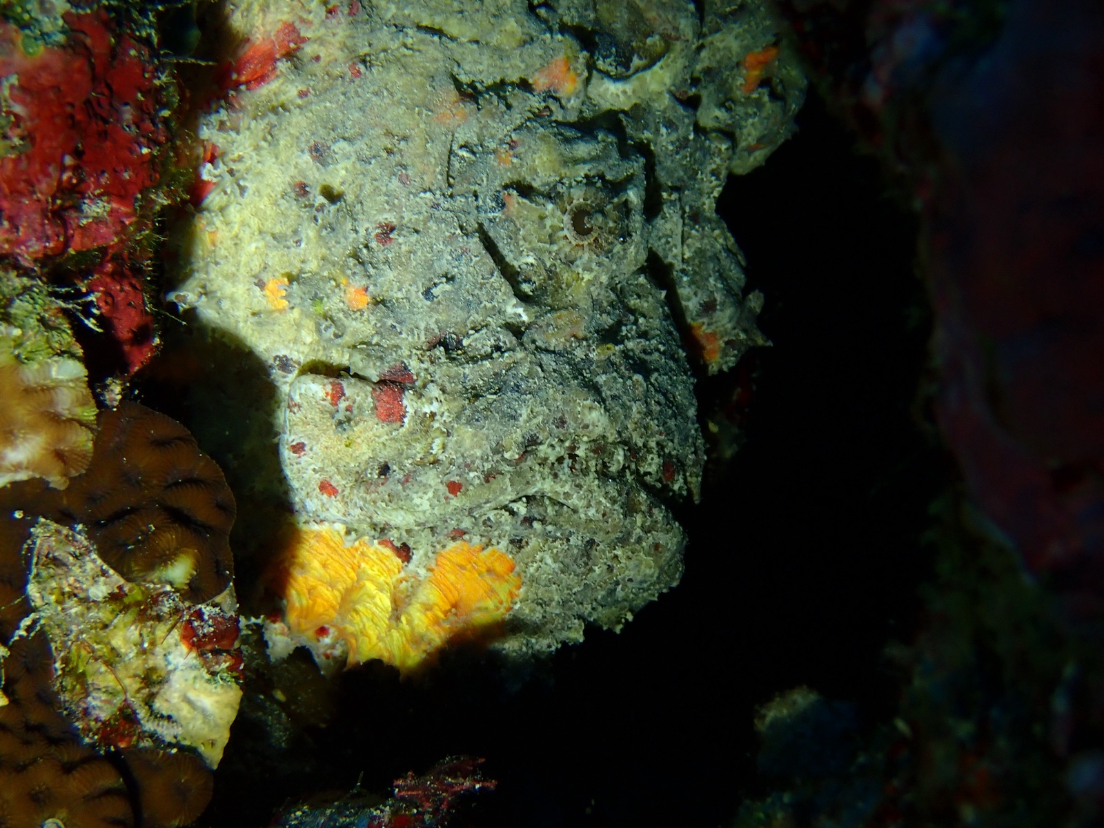 Photo of Reef stonefish (Synanceia verrucosa)