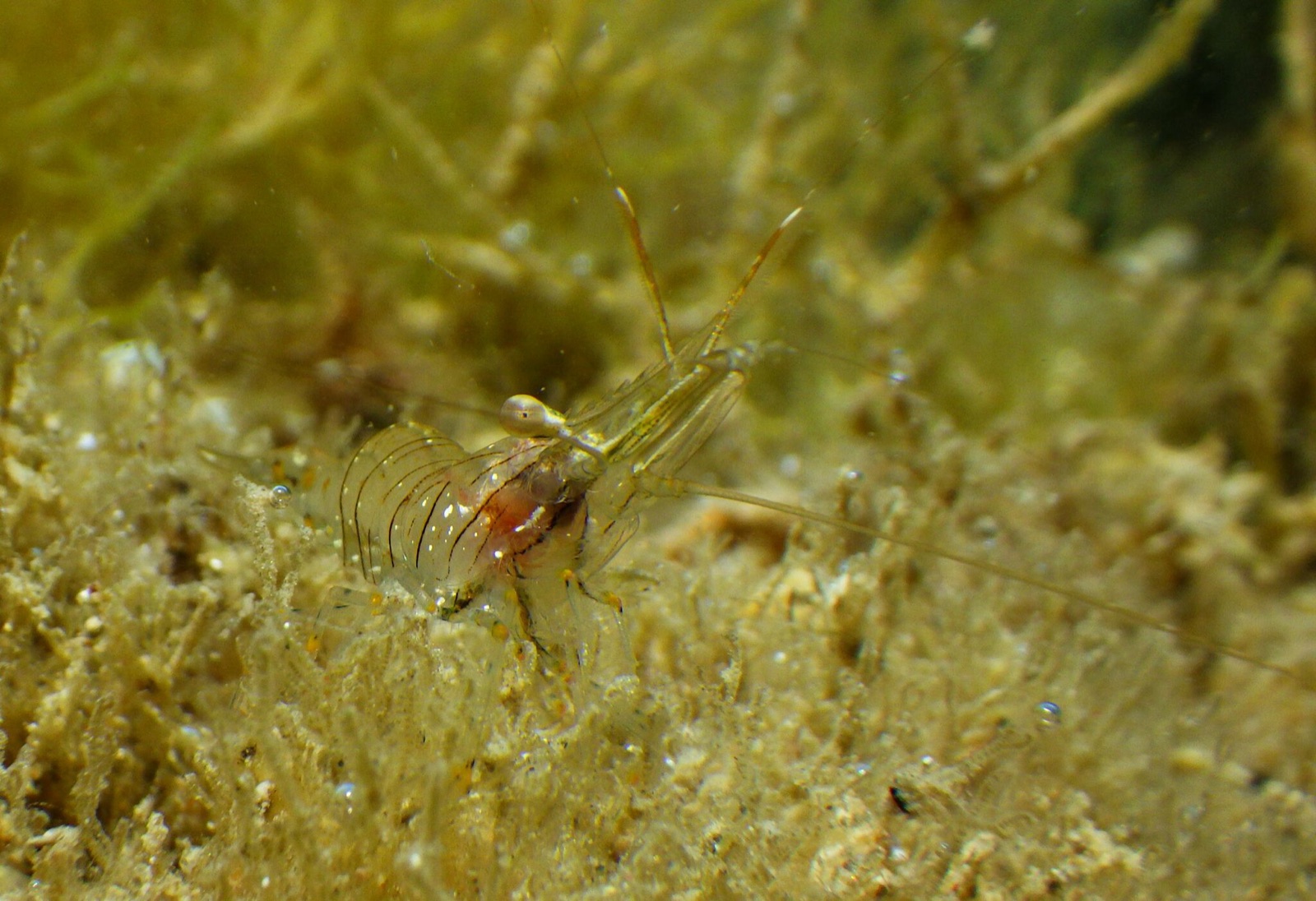 Photo de Crevette élégante (Palaemon elegans)
