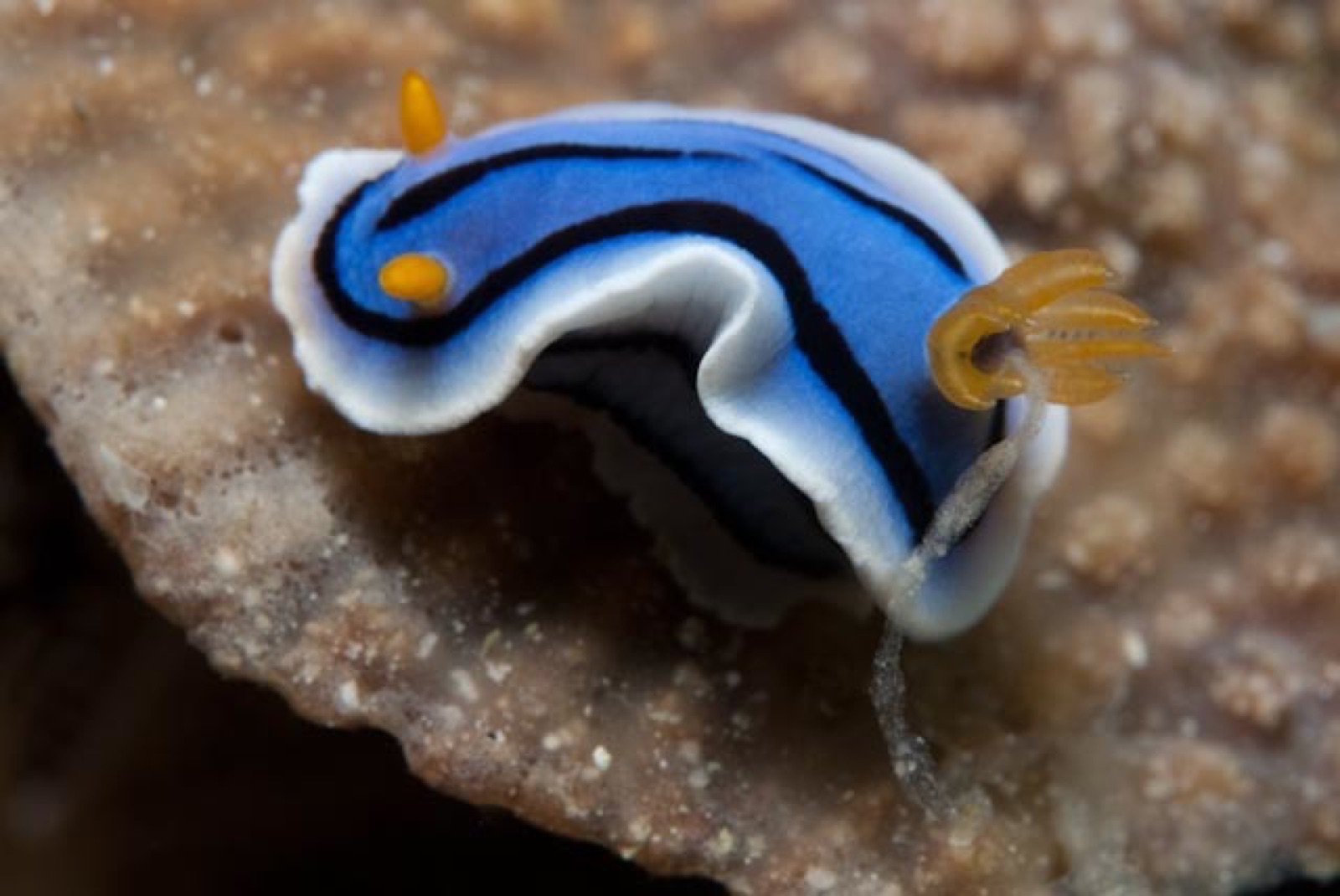Photo of Loch's chromodoris (Chromodoris lochi)