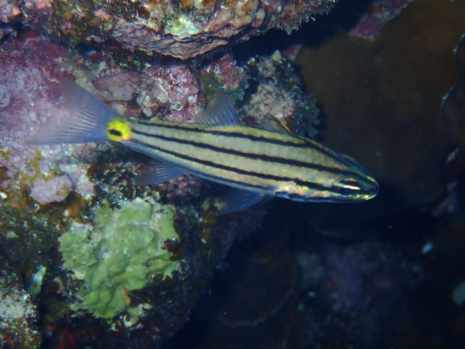 Foto de Cardenal de cinco lineas (Cheilodipterus quinquelineatus)