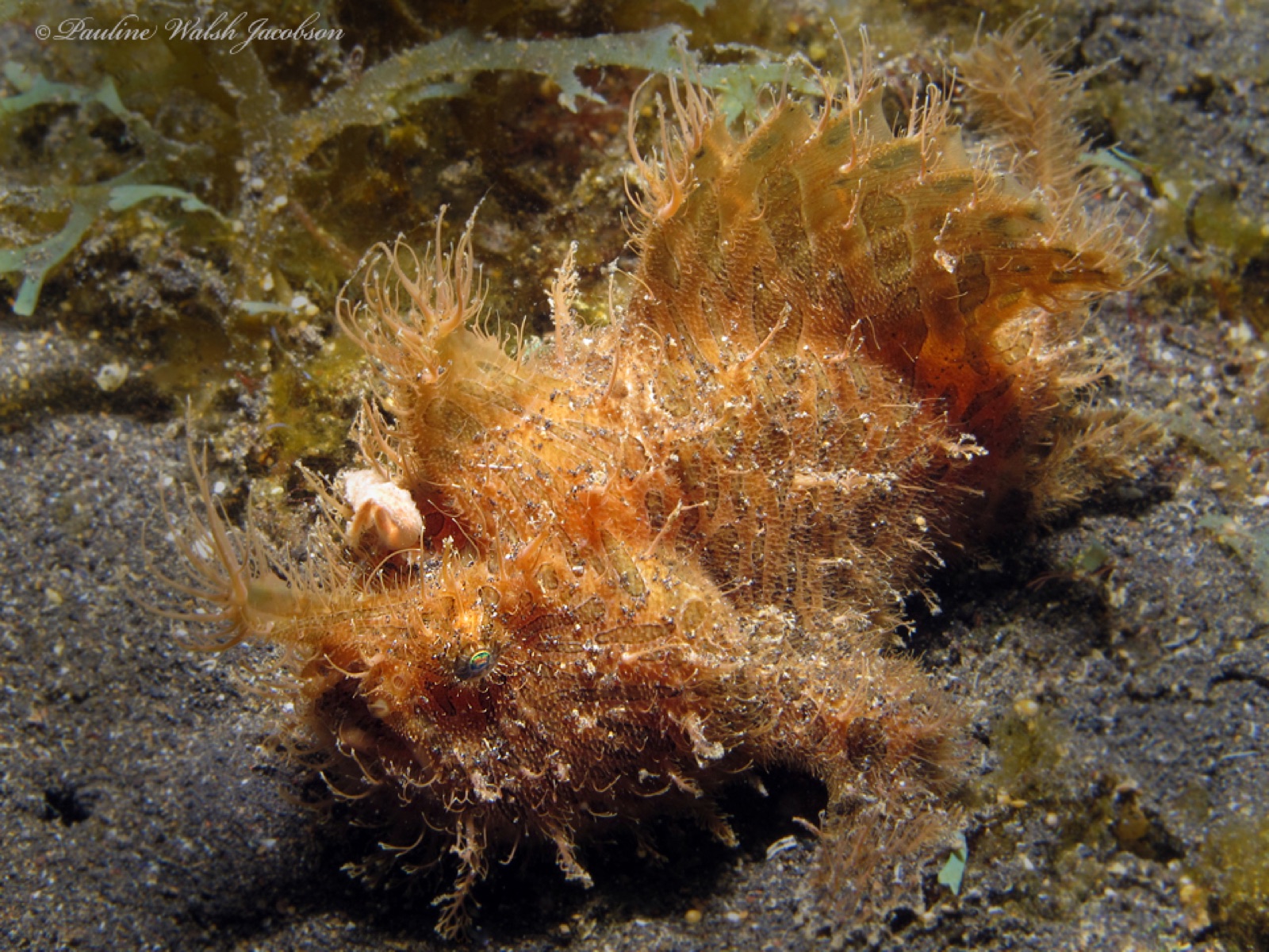 Foto de Antenario rayado (Antennarius striatus)