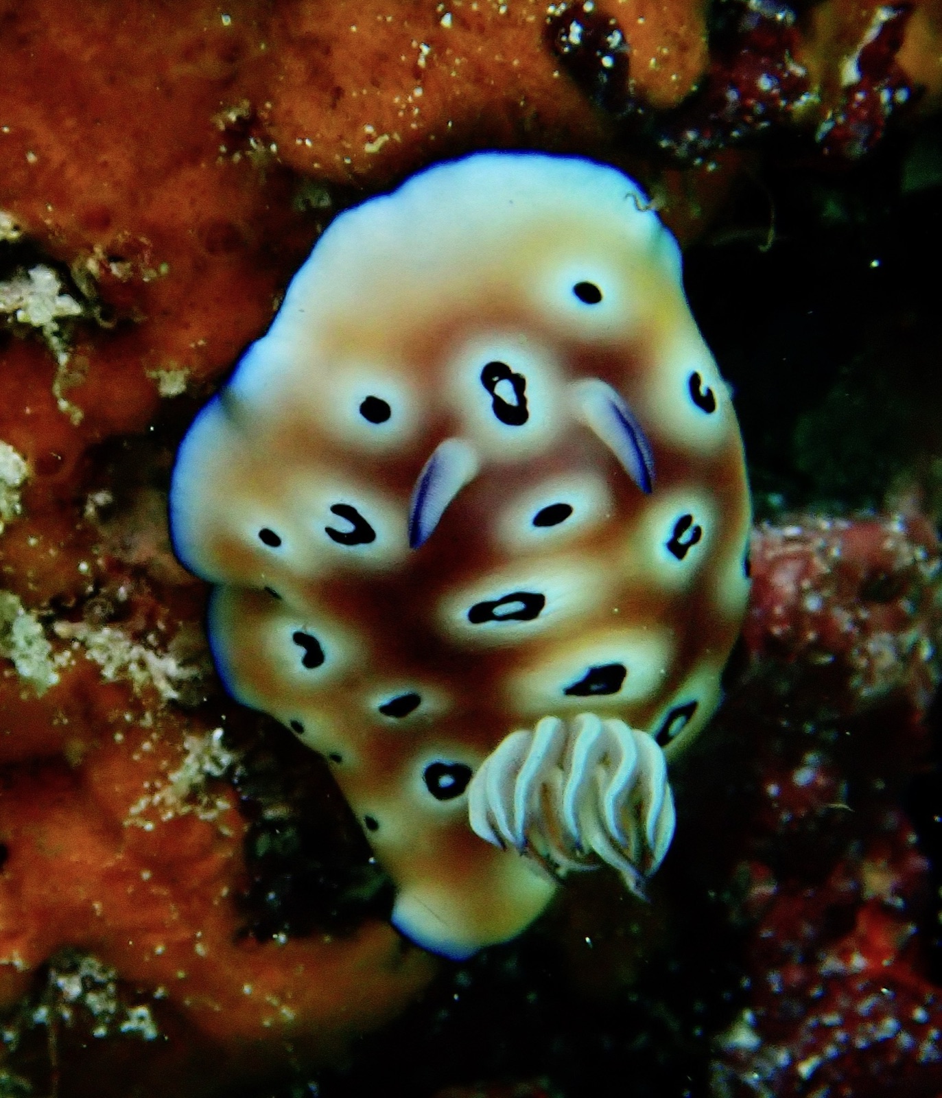 Foto de Goniobranchus leopardo (Goniobranchus leopardus)