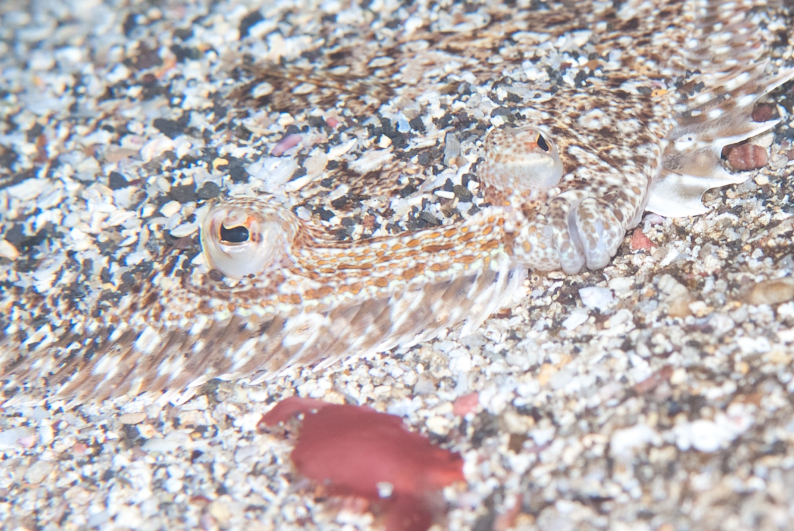 Photo of Pacific leopard flounder (Bothus leopardinus)