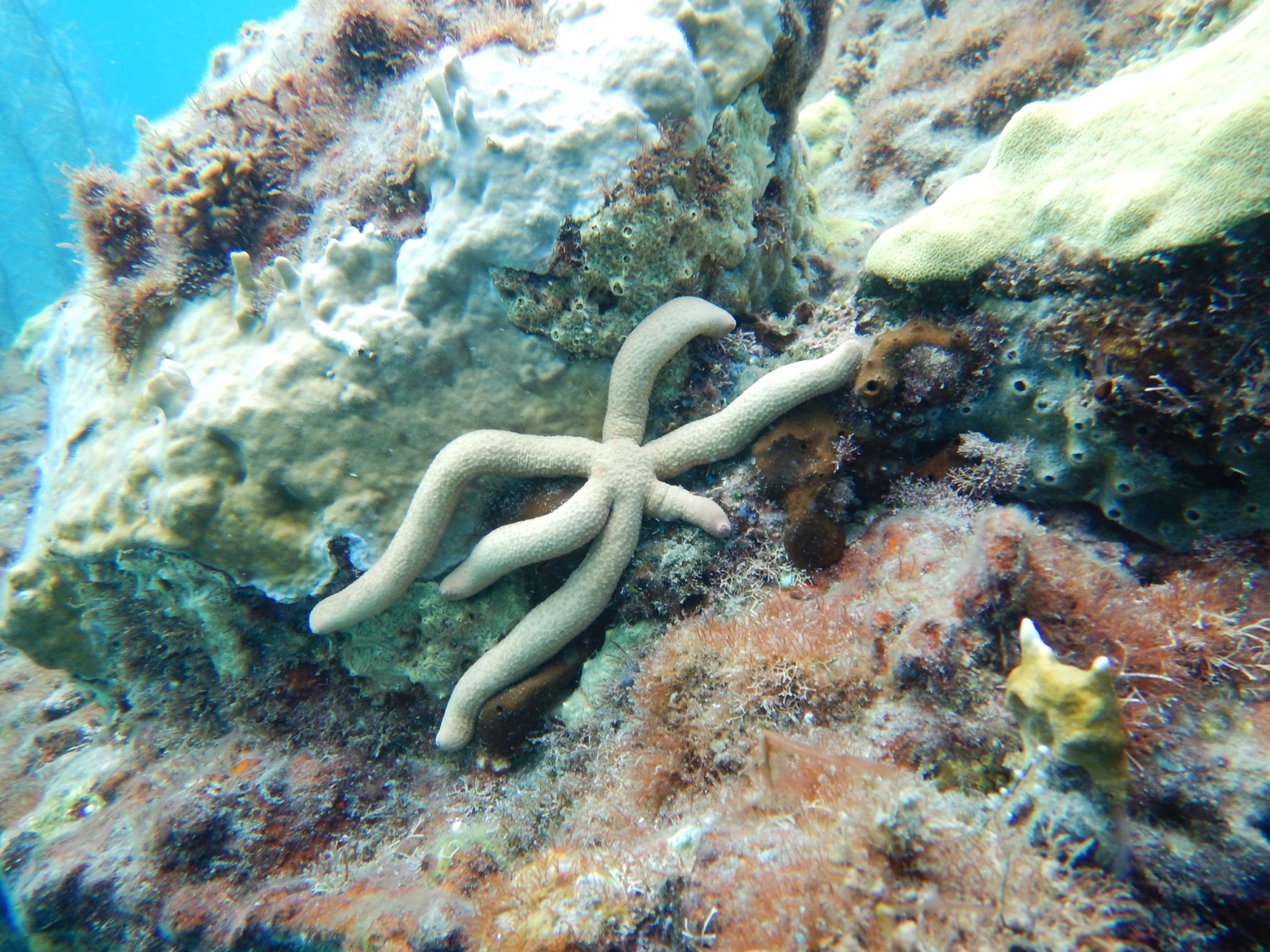 Foto de Estrella huso caribeña (Linckia guildingi)