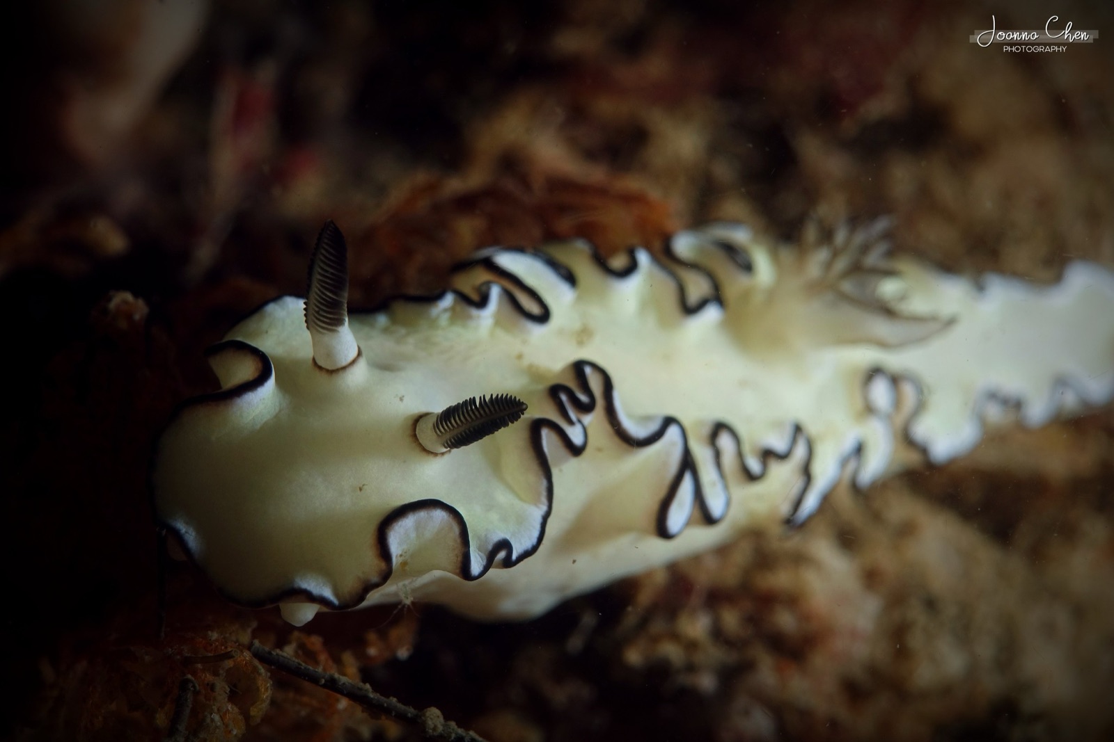 Photo of Black-margined doriprismatica (Doriprismatica atromarginata)