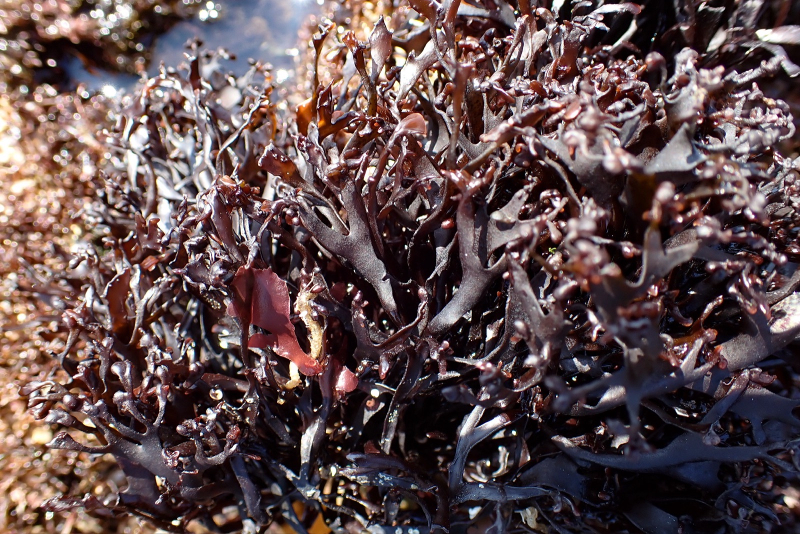 Photo of Stellate Mastocarpus (Mastocarpus stellatus)