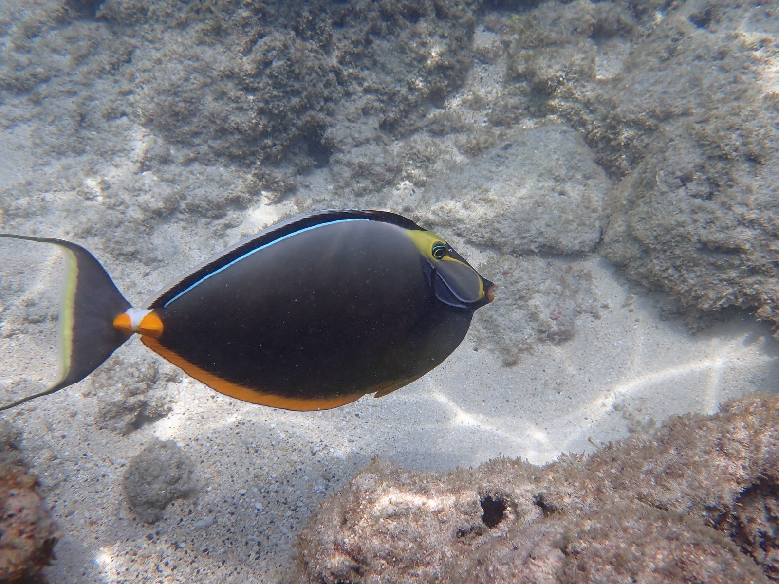 Foto de Unicornio hocico naranja (Naso lituratus)