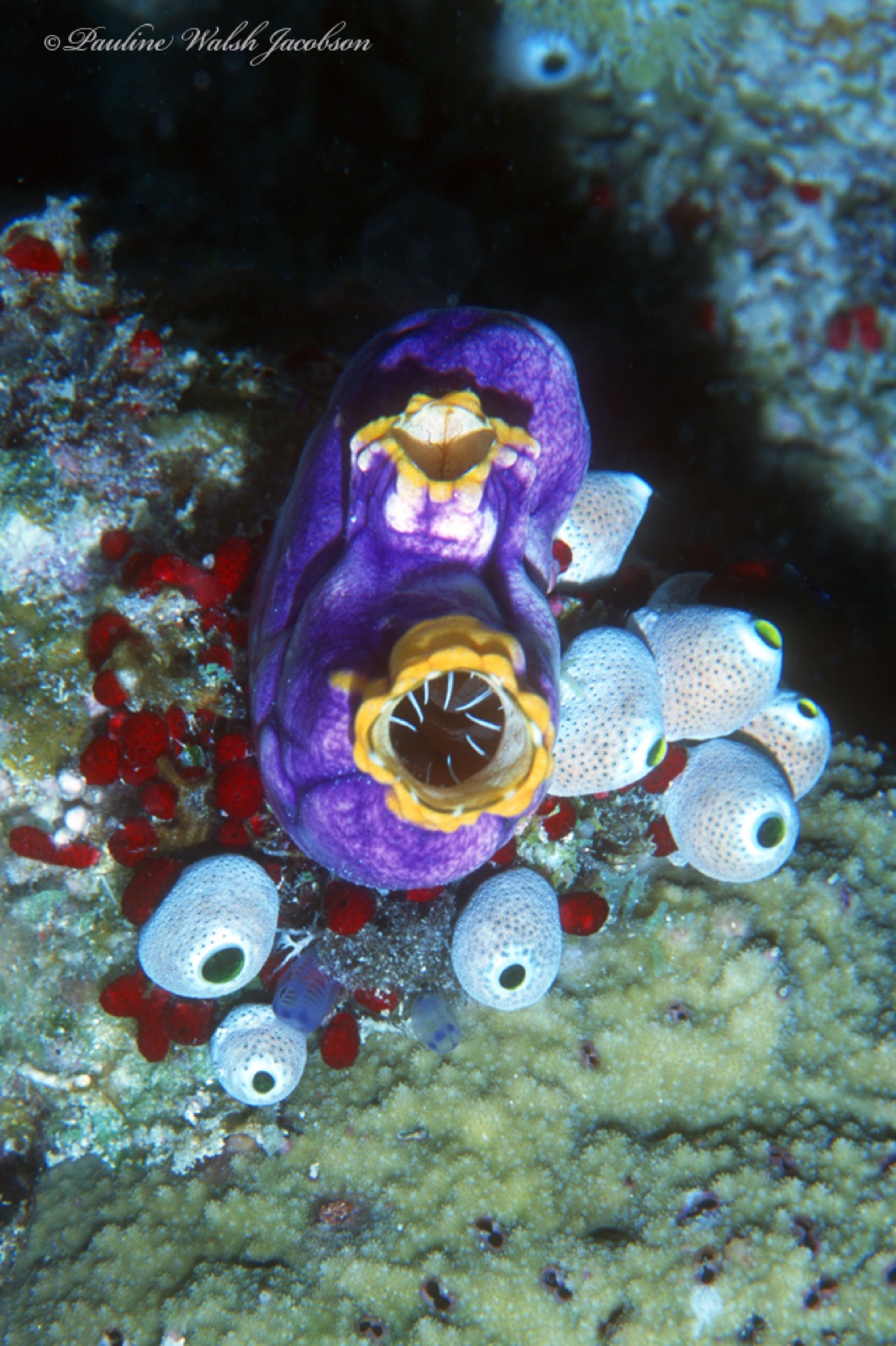 Foto de Ascidia boca de oro (Polycarpa aurata)