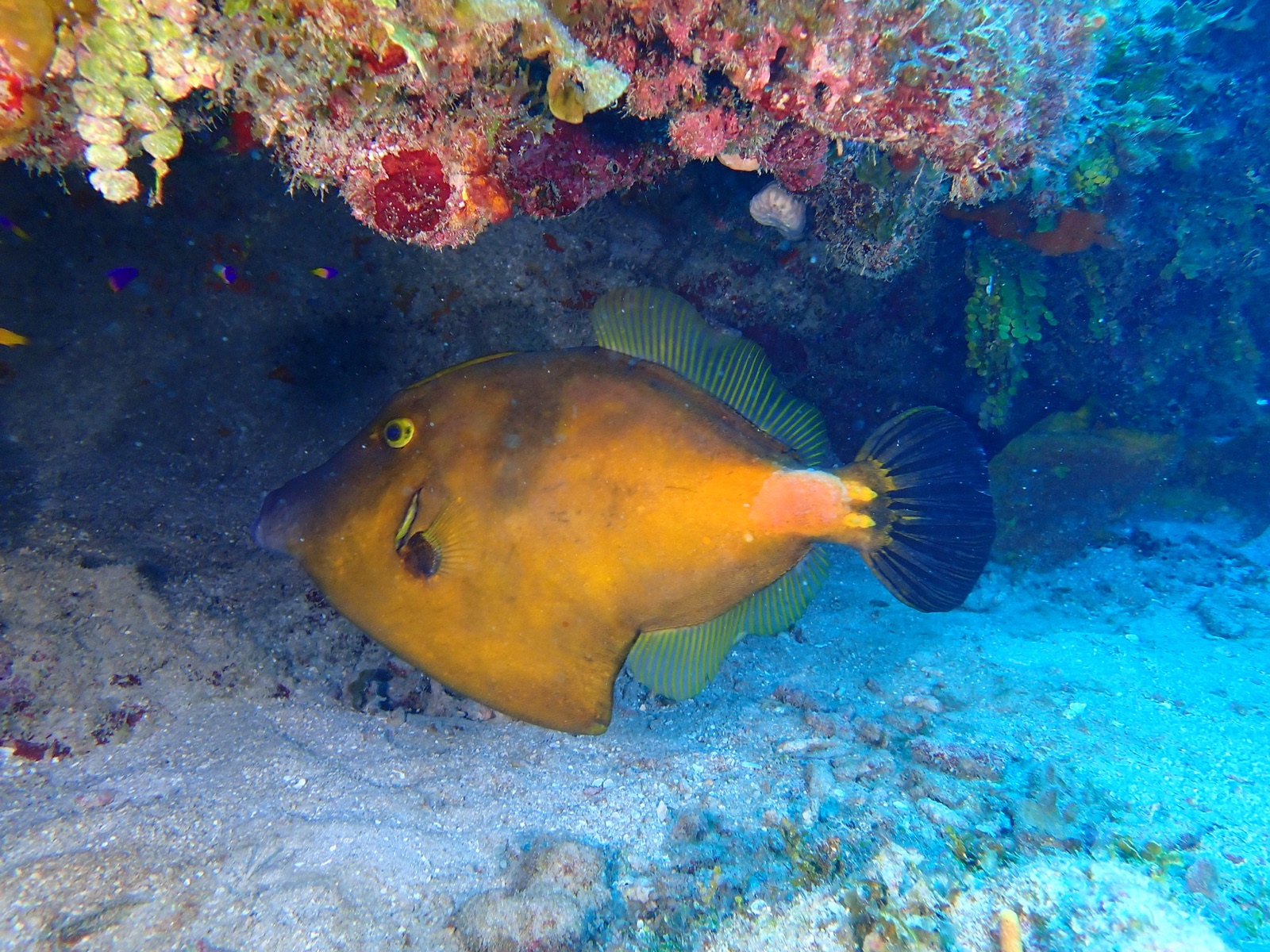 Photo de Baliste lisse a taches blanches (Cantherhines macrocerus)