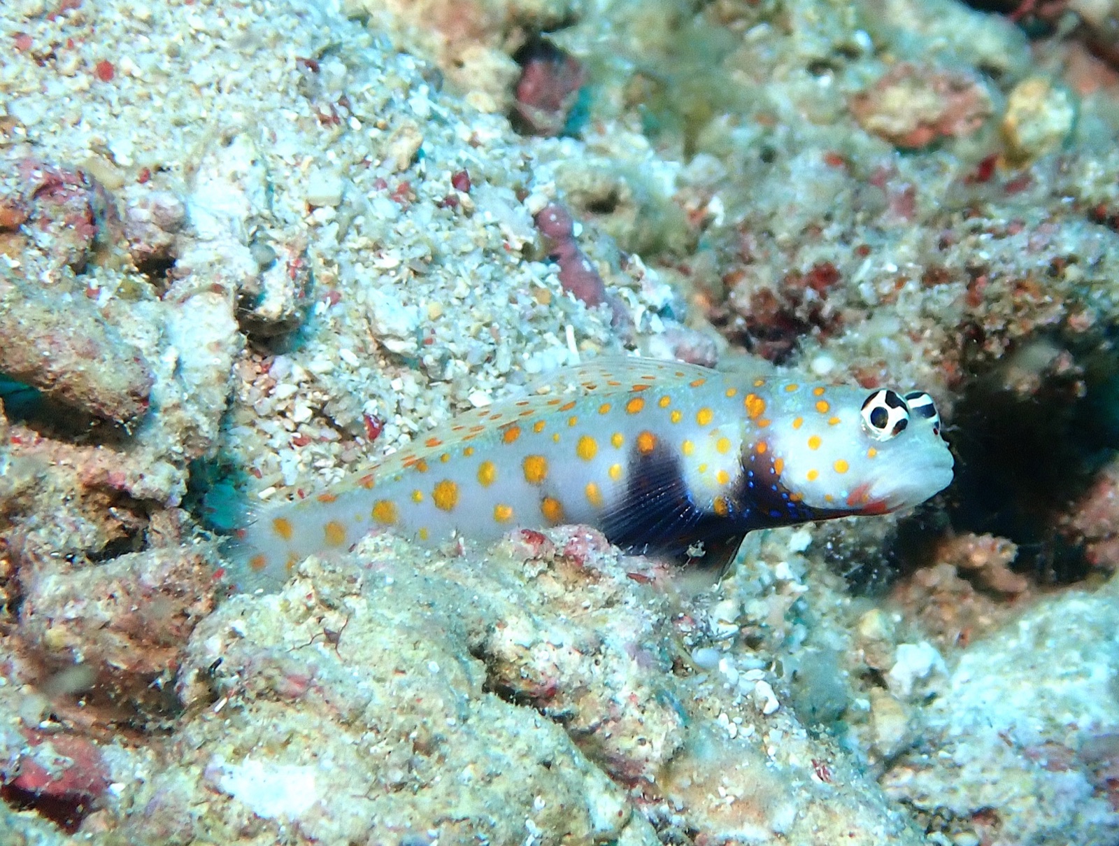 Photo of Spotted shrimpgoby (Amblyeleotris guttata)