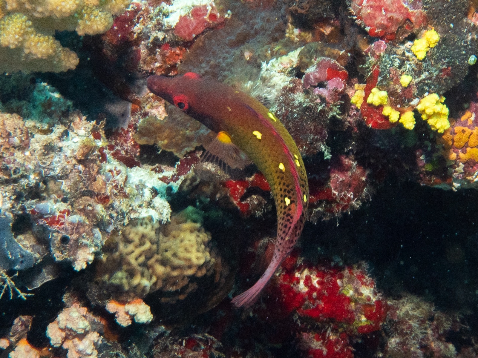 Foto de Labrido de Diana (Bodianus diana)