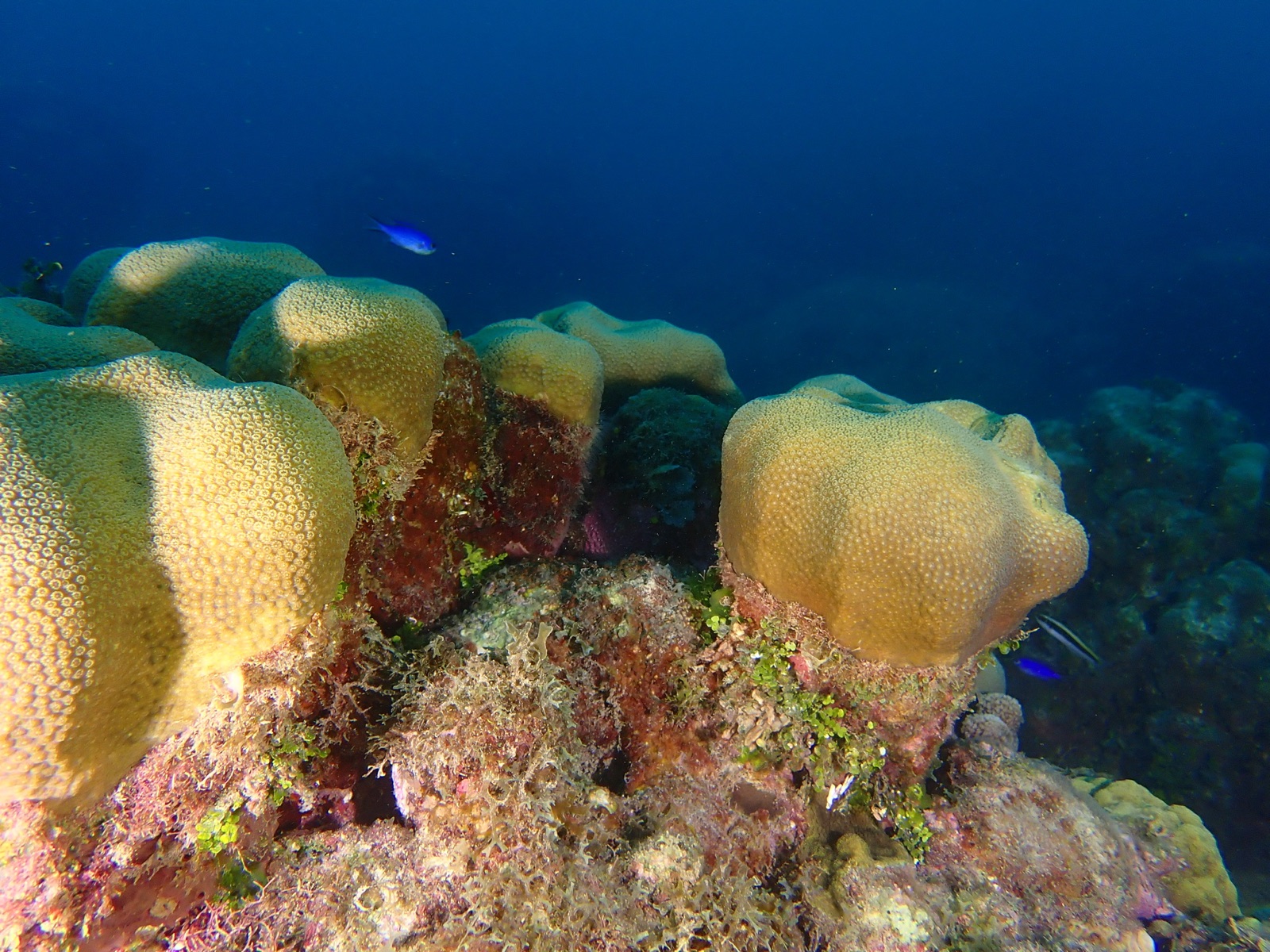 Photo de Corail étoile montagne (Orbicella annularis)