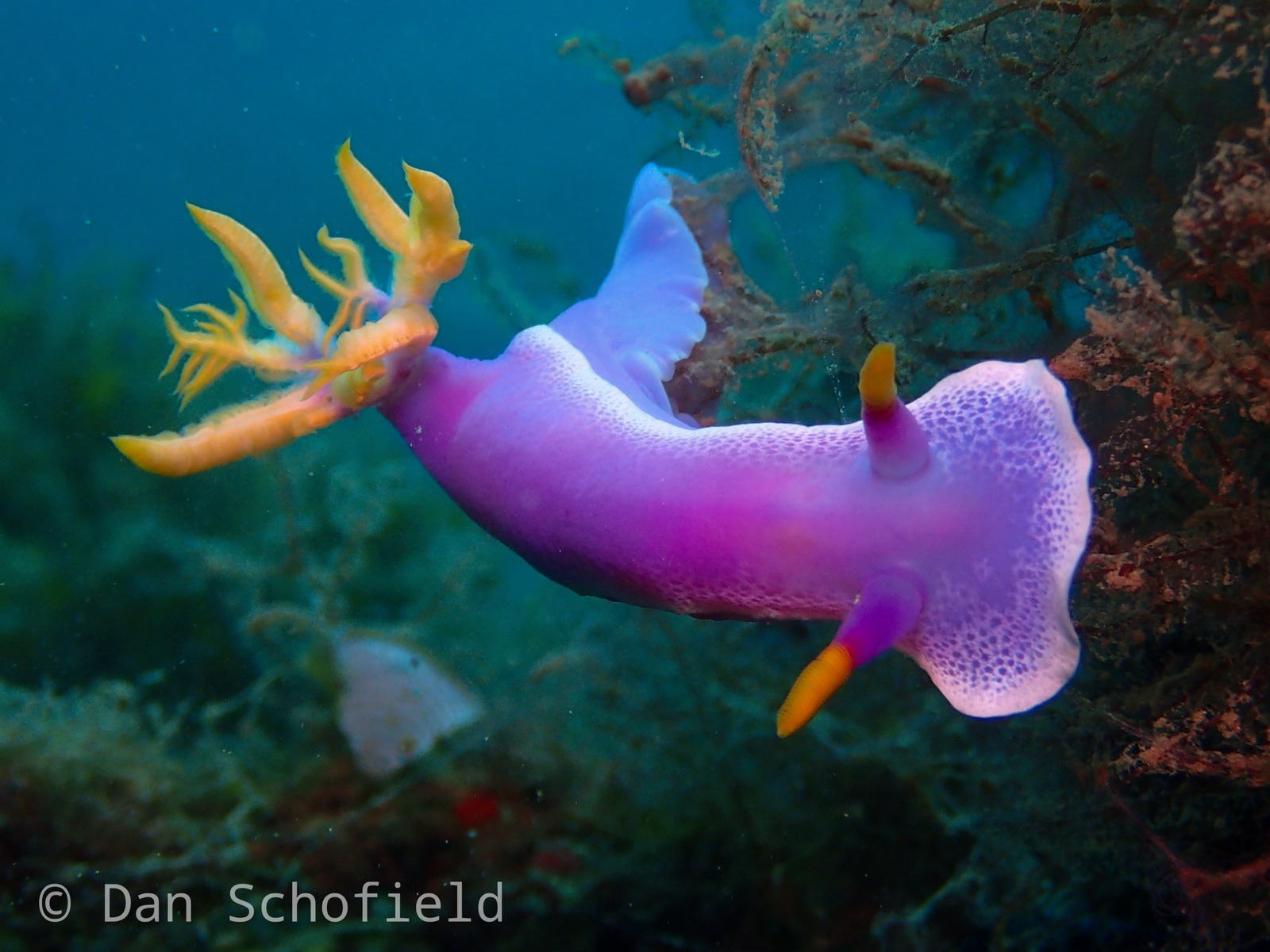 Photo of Apolegma chromodoris (Hypselodoris apolegma)