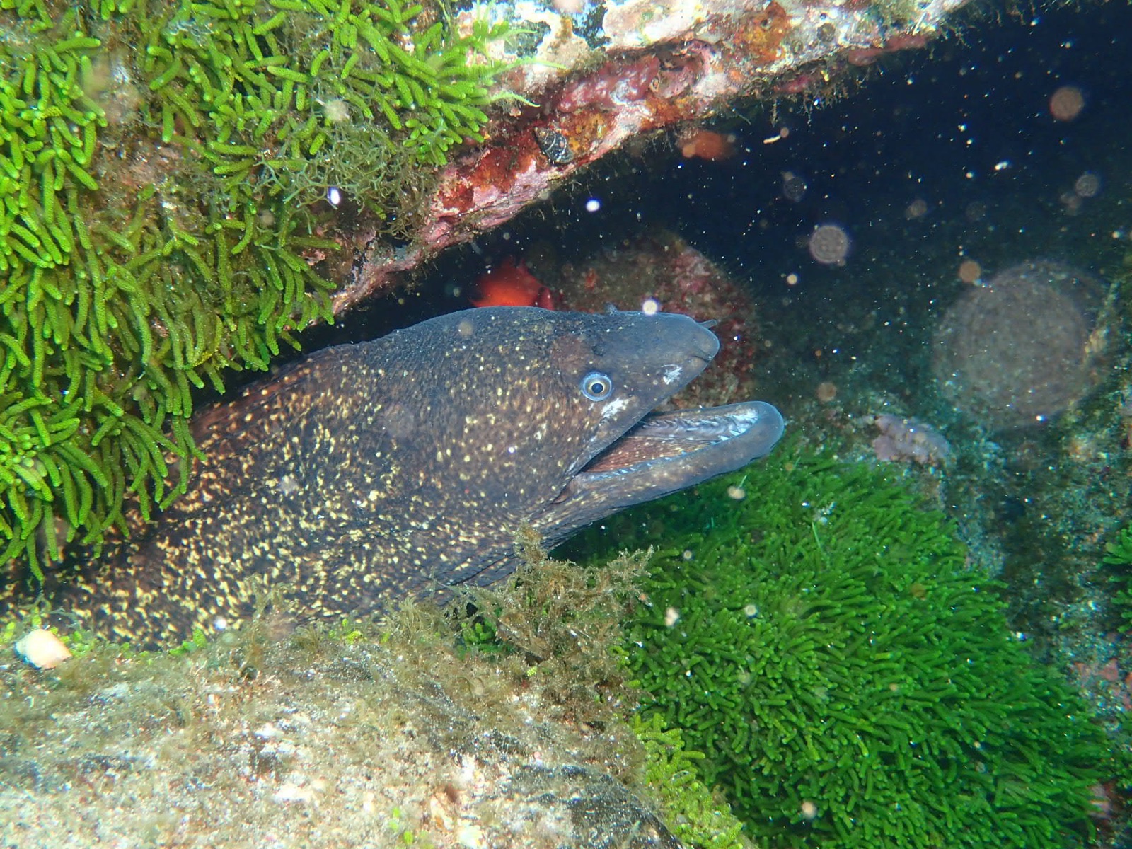 Foto de Morena mediterránea (Muraena helena)