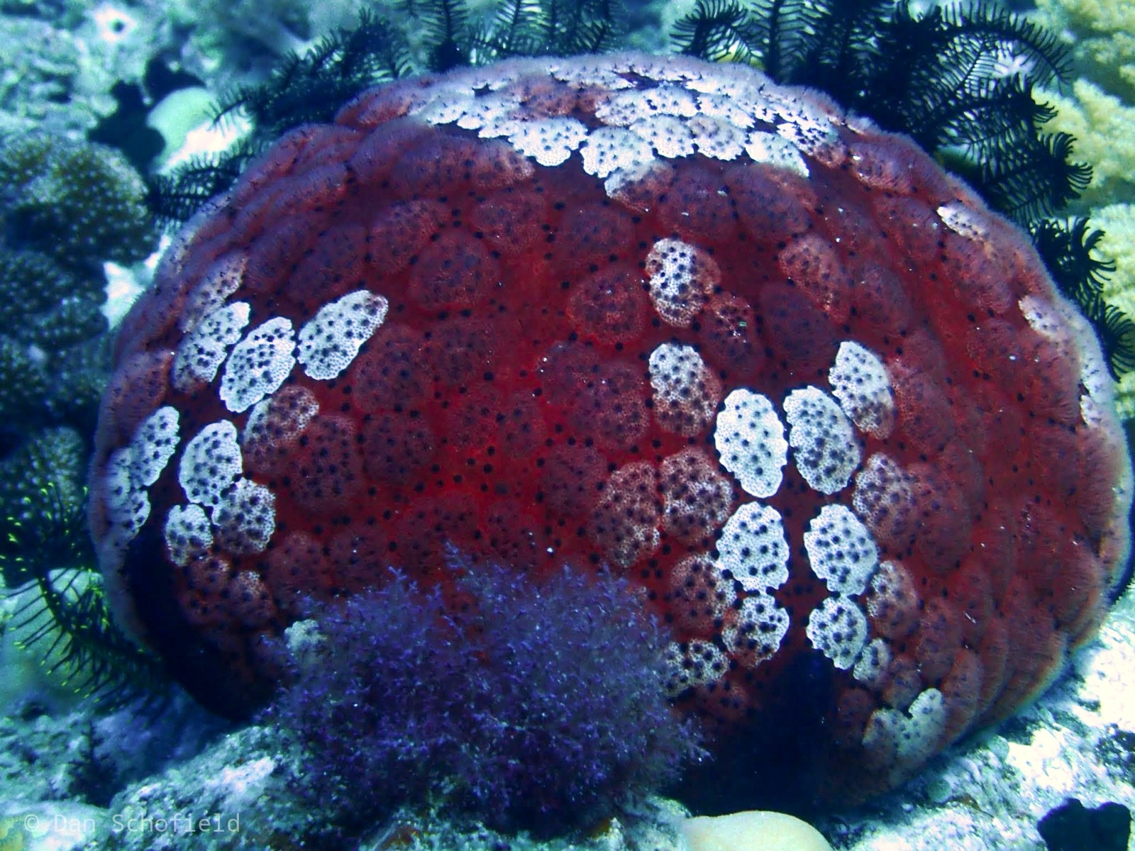 Photo of Cushion sea star (Culcita novaeguineae)