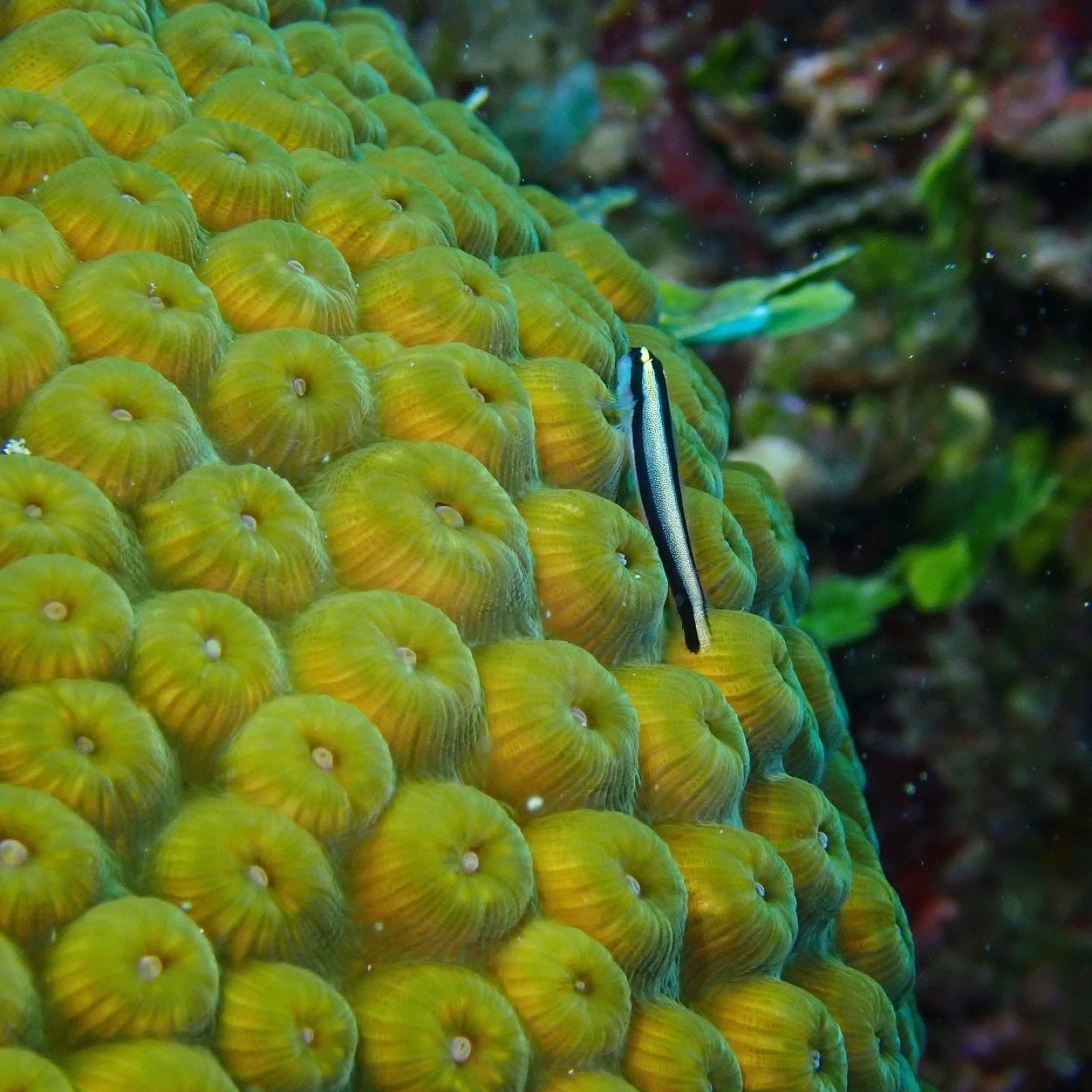 Photo de Goby de Genie Clark (Elacatinus genie)