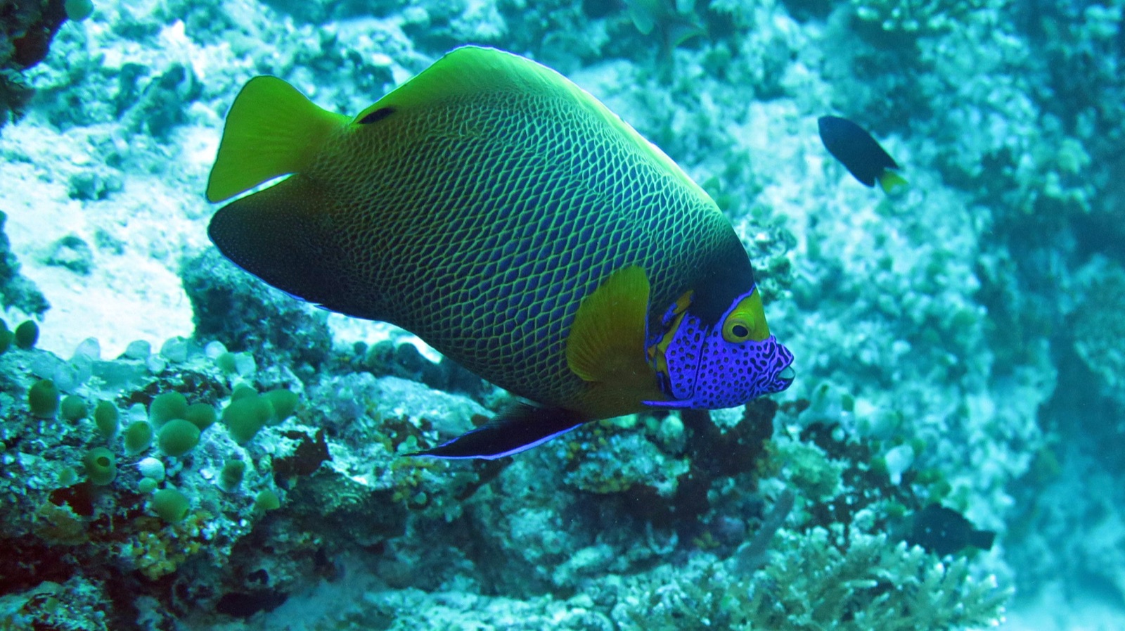 Photo of Yellowmask angelfish (Pomacanthus xanthometopon)