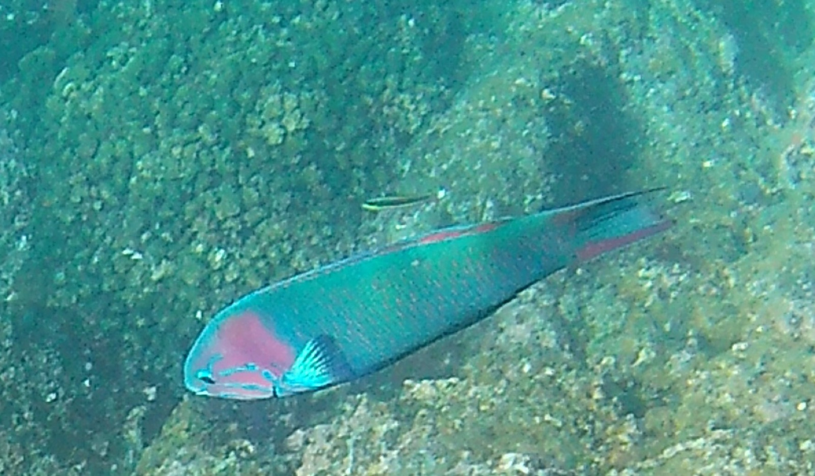 Photo of Bluehead Wrasse (Thalassoma grammaticum)