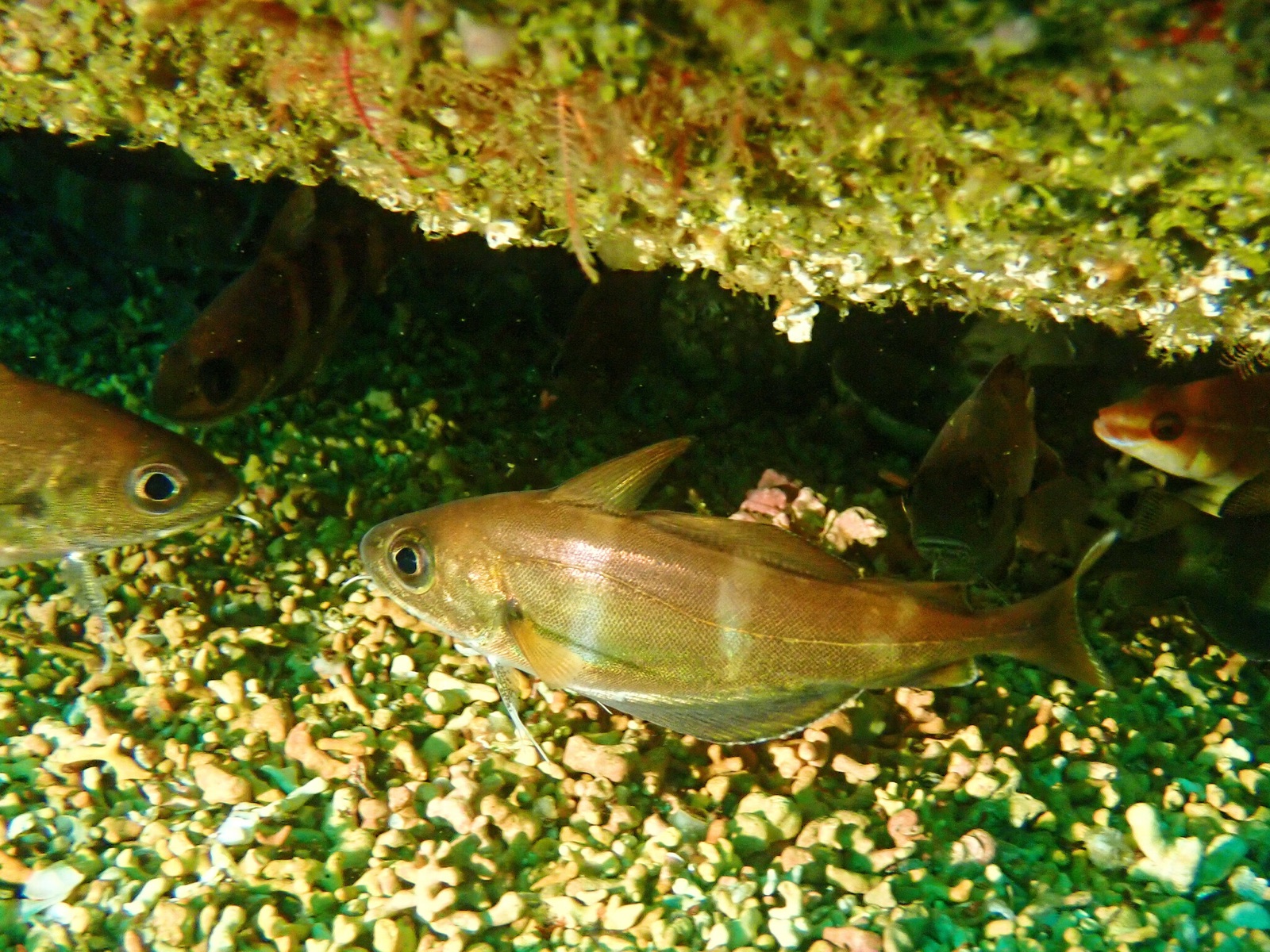 Photo of Pouting (Trisopterus luscus)