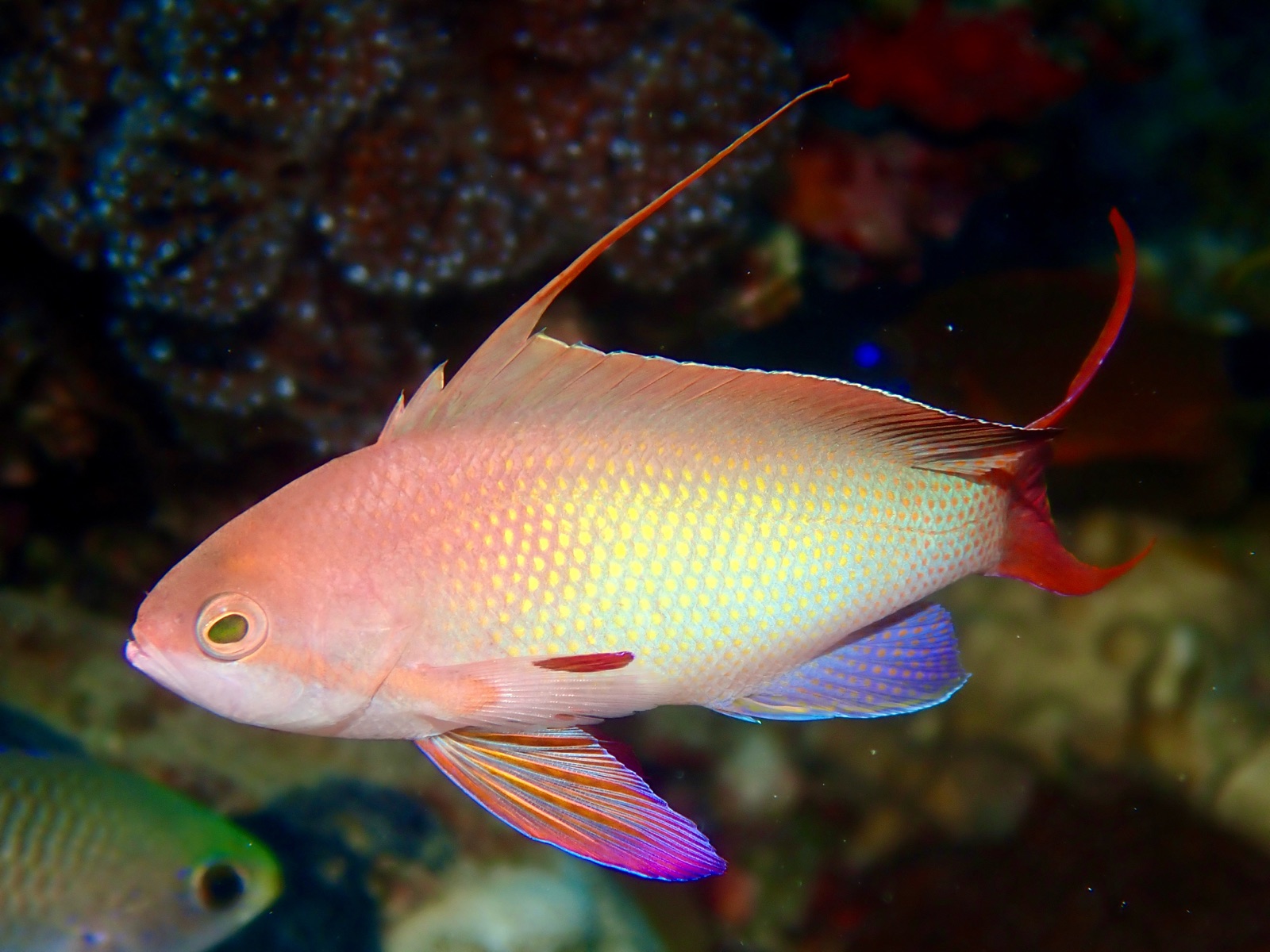 Photo of Sea goldie (Pseudanthias squamipinnis)
