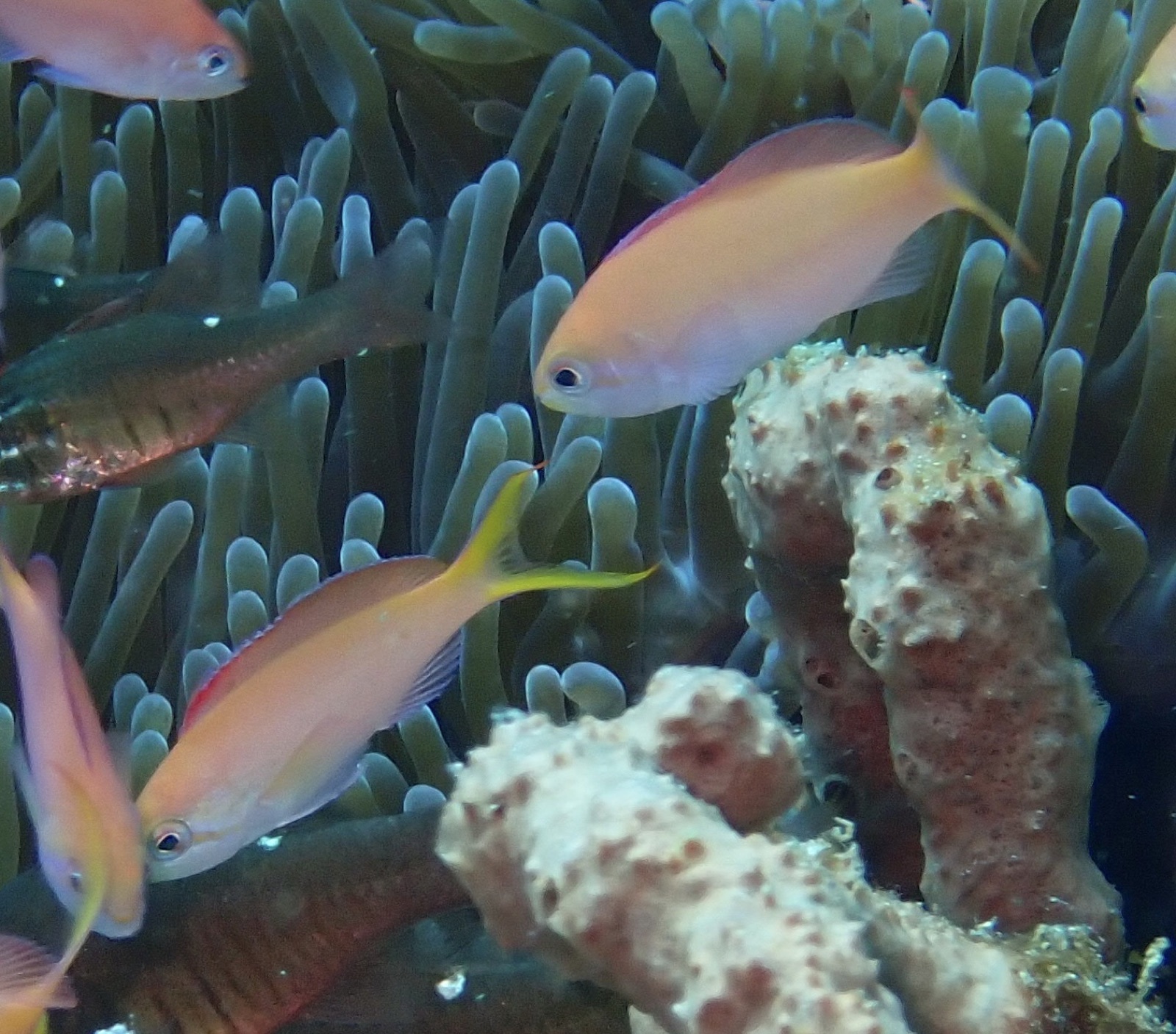 Photo of Redfin anthias (Pseudanthias dispar)