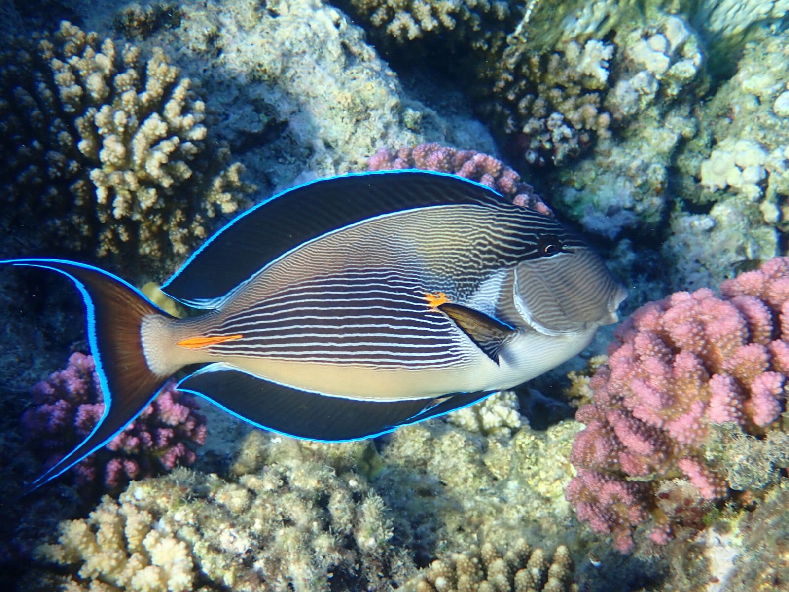 Foto de Cirujano sohal (Acanthurus sohal)