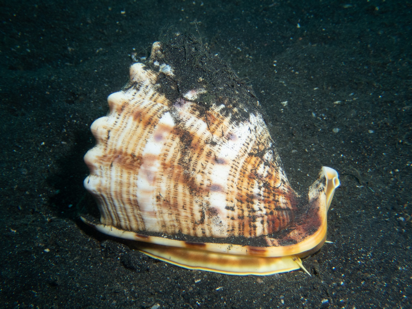 Foto de Casco gigante (Cassis cornuta)