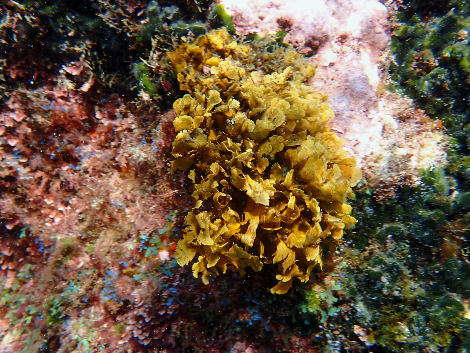 Photo de Stylopodium zonée (Stypopodium zonale)